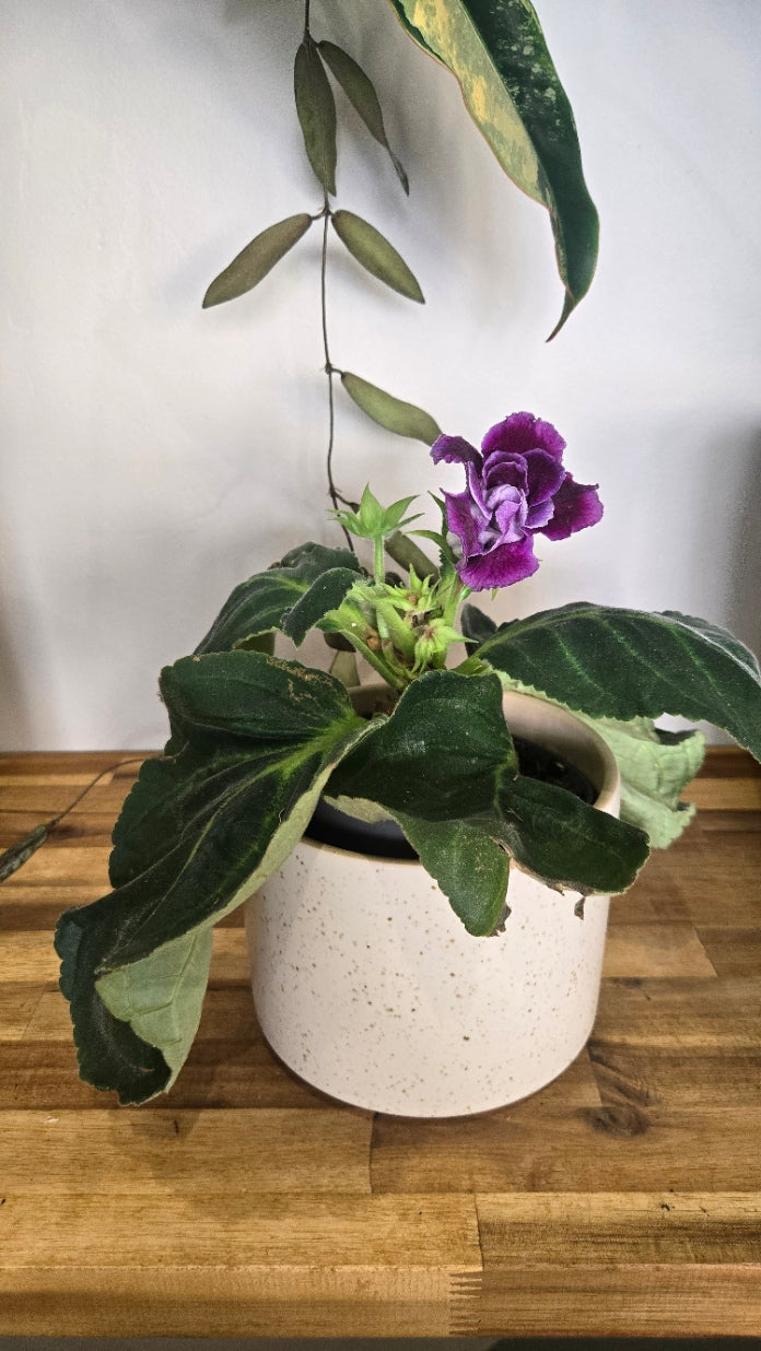 GLOXINIA