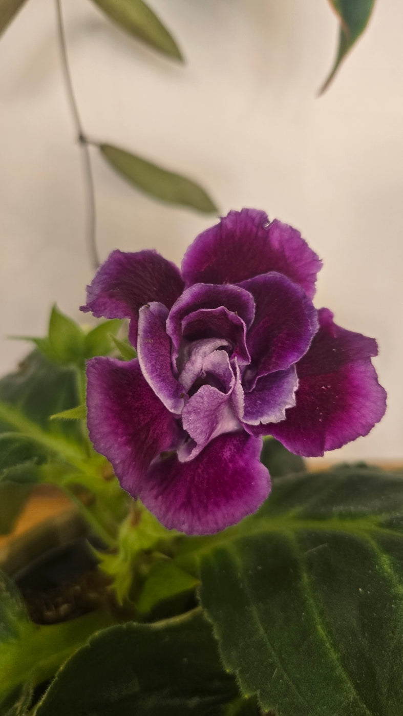 GLOXINIA