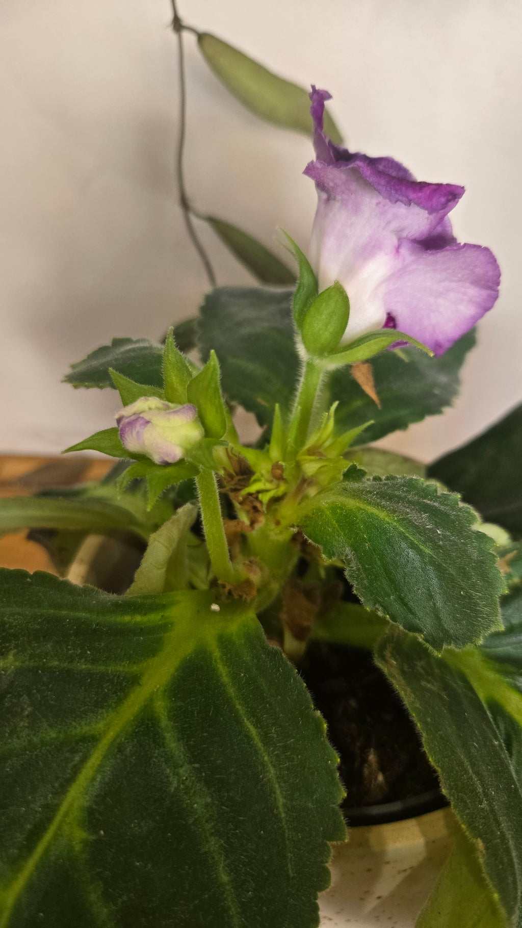 GLOXINIA