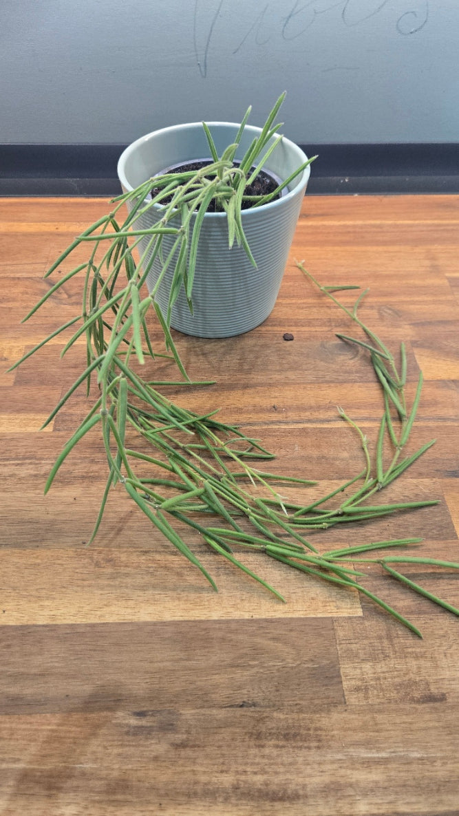 HOYA LINEARIS