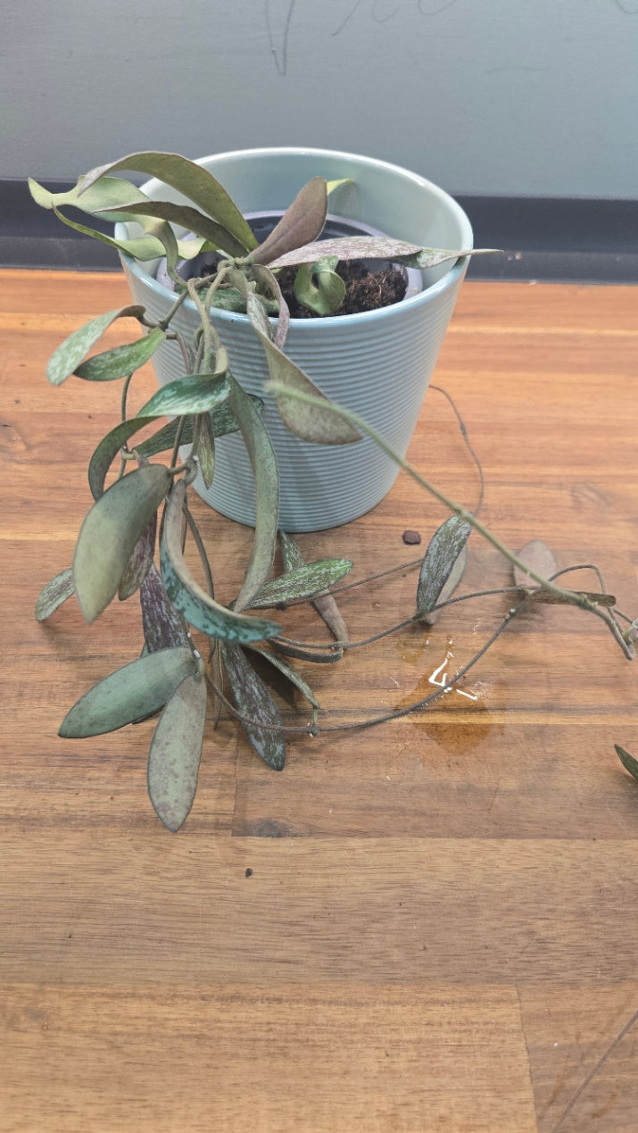 HOYA SIGILLATIS