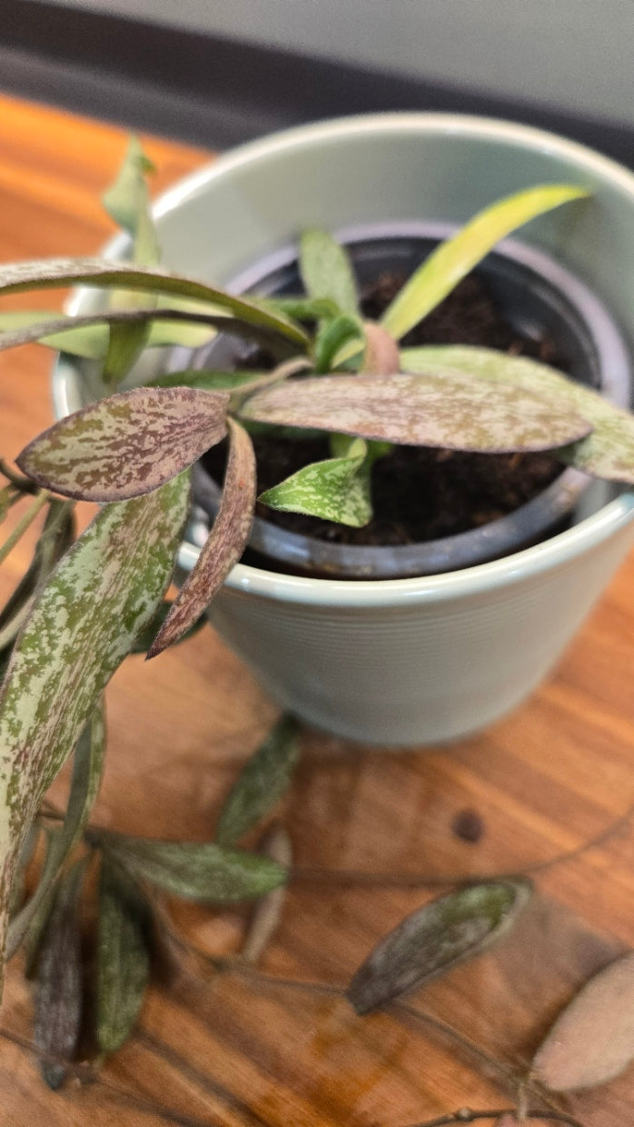 HOYA SIGILLATIS