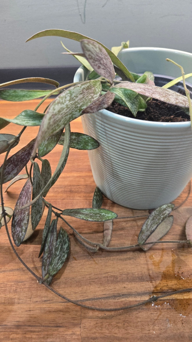 HOYA SIGILLATIS
