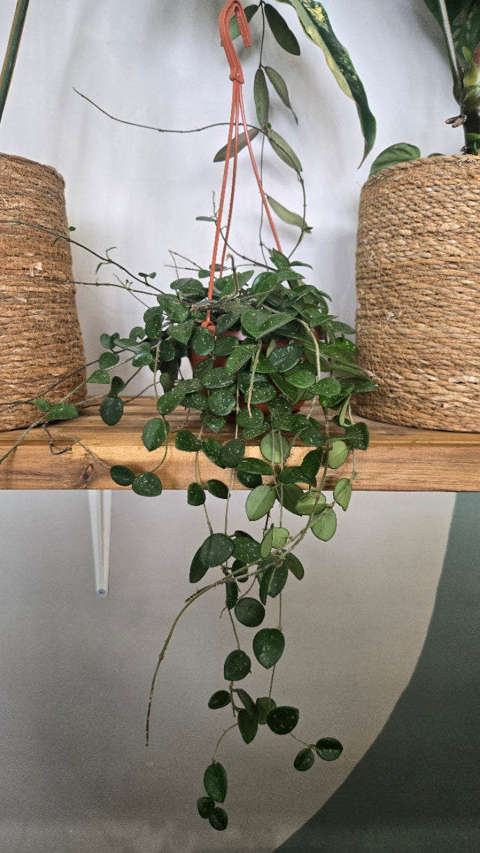 Hoya Mathilde