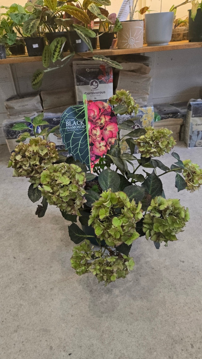 HORTENSIA BLACK DIAMOND