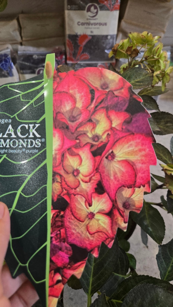 HORTENSIA BLACK DIAMOND