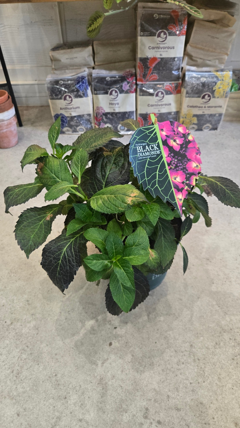 HORTENSIA BLACK DIAMOND