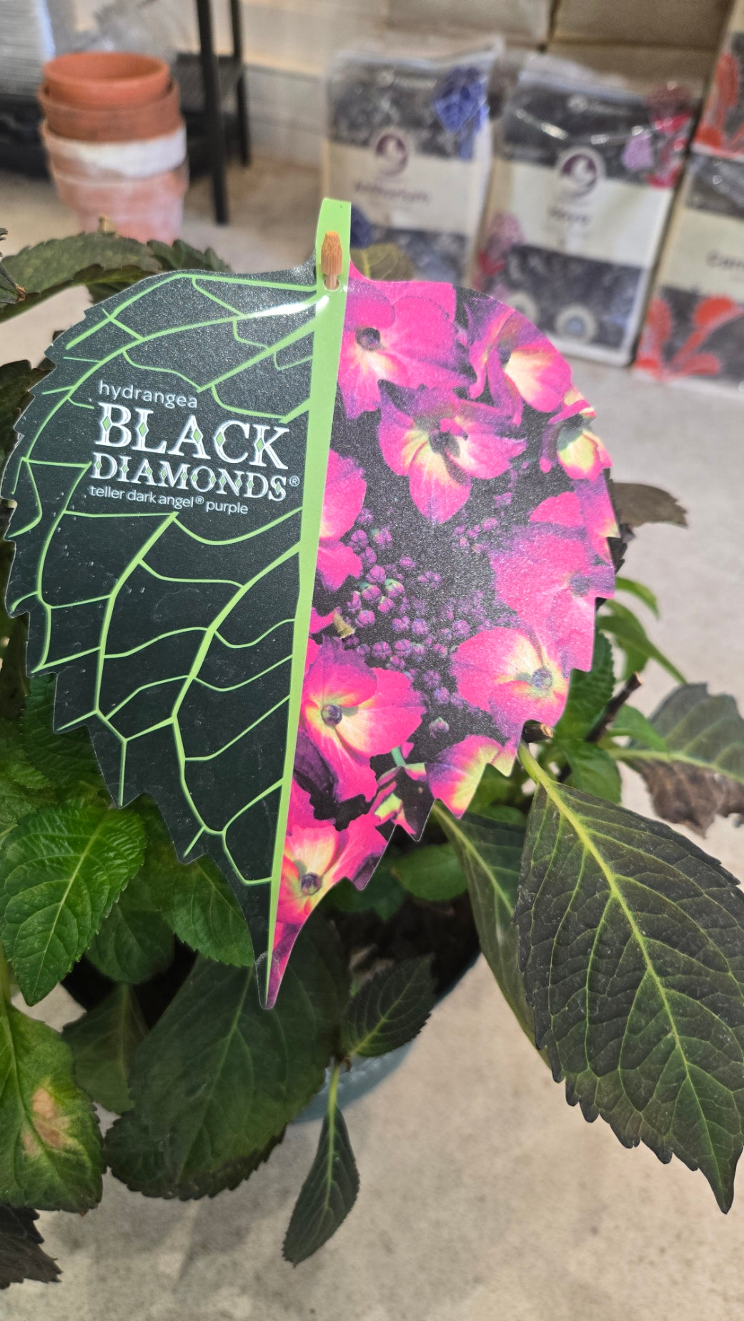 HORTENSIA BLACK DIAMOND