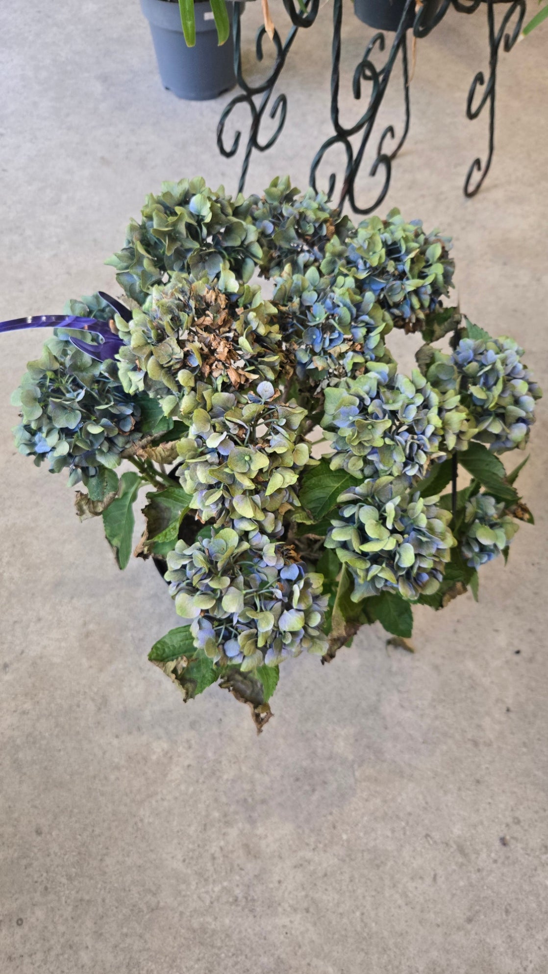 HORTENSIA BLEU