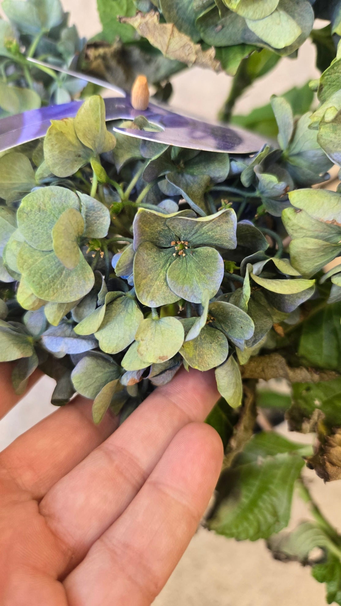 HORTENSIA BLEU