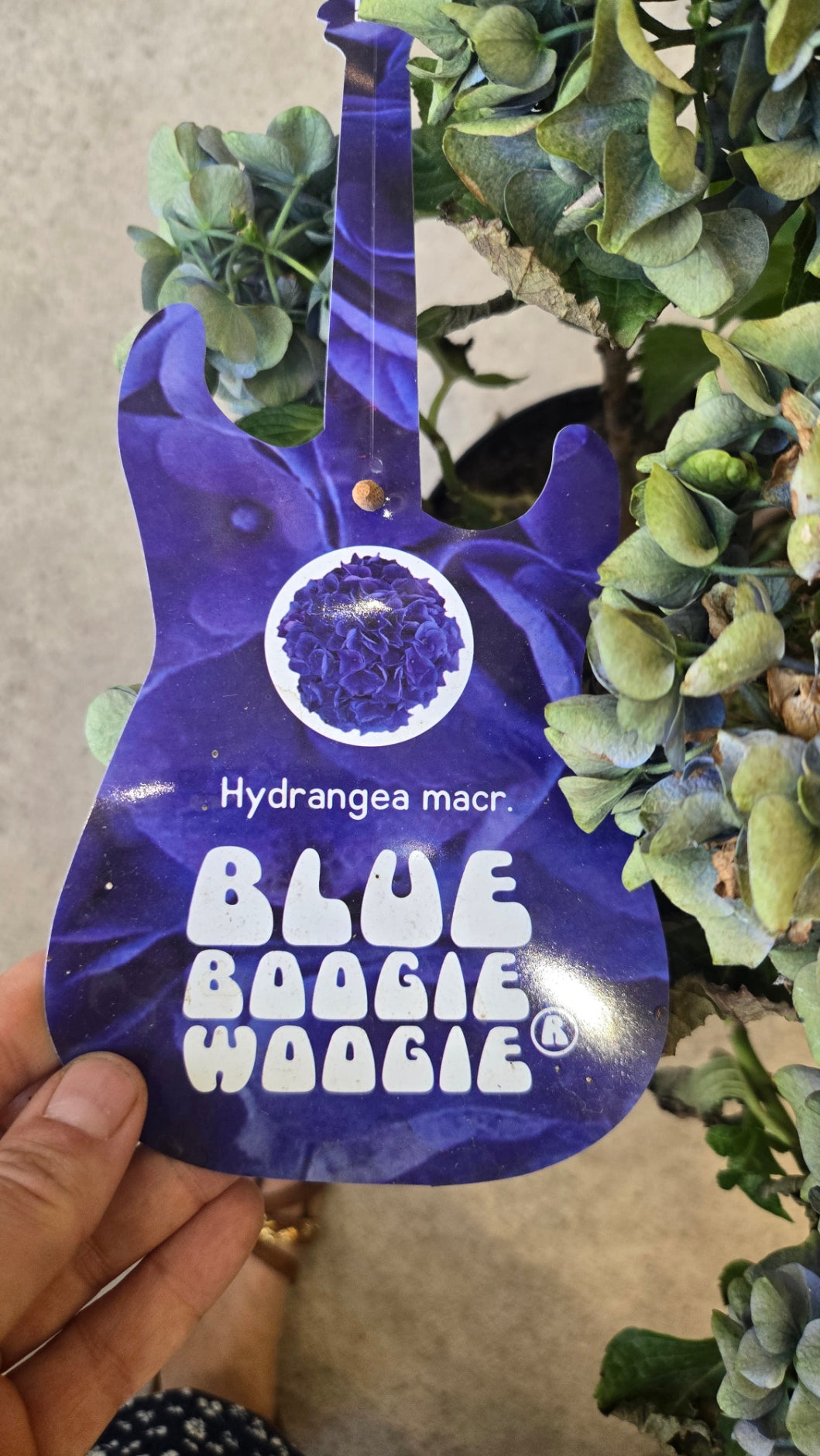 HORTENSIA BLEU