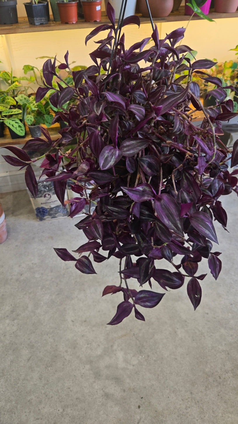 TRADESCANTIA PURPLE JOY