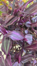 TRADESCANTIA PURPLE JOY