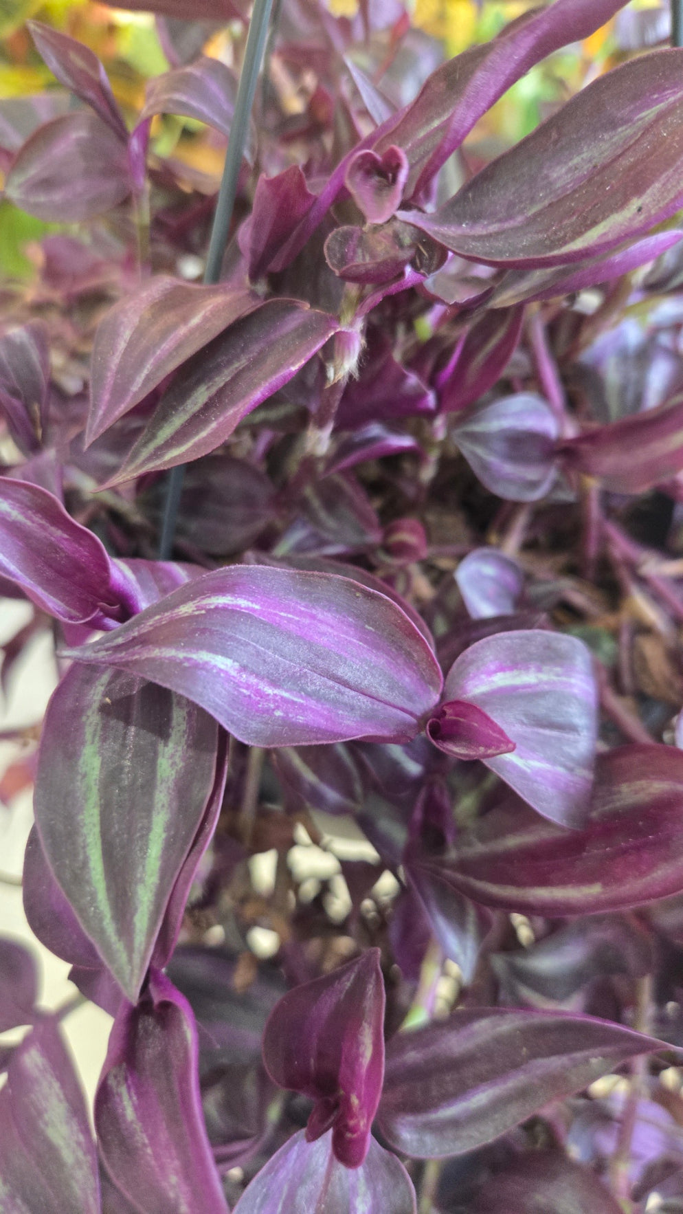 TRADESCANTIA PURPLE JOY