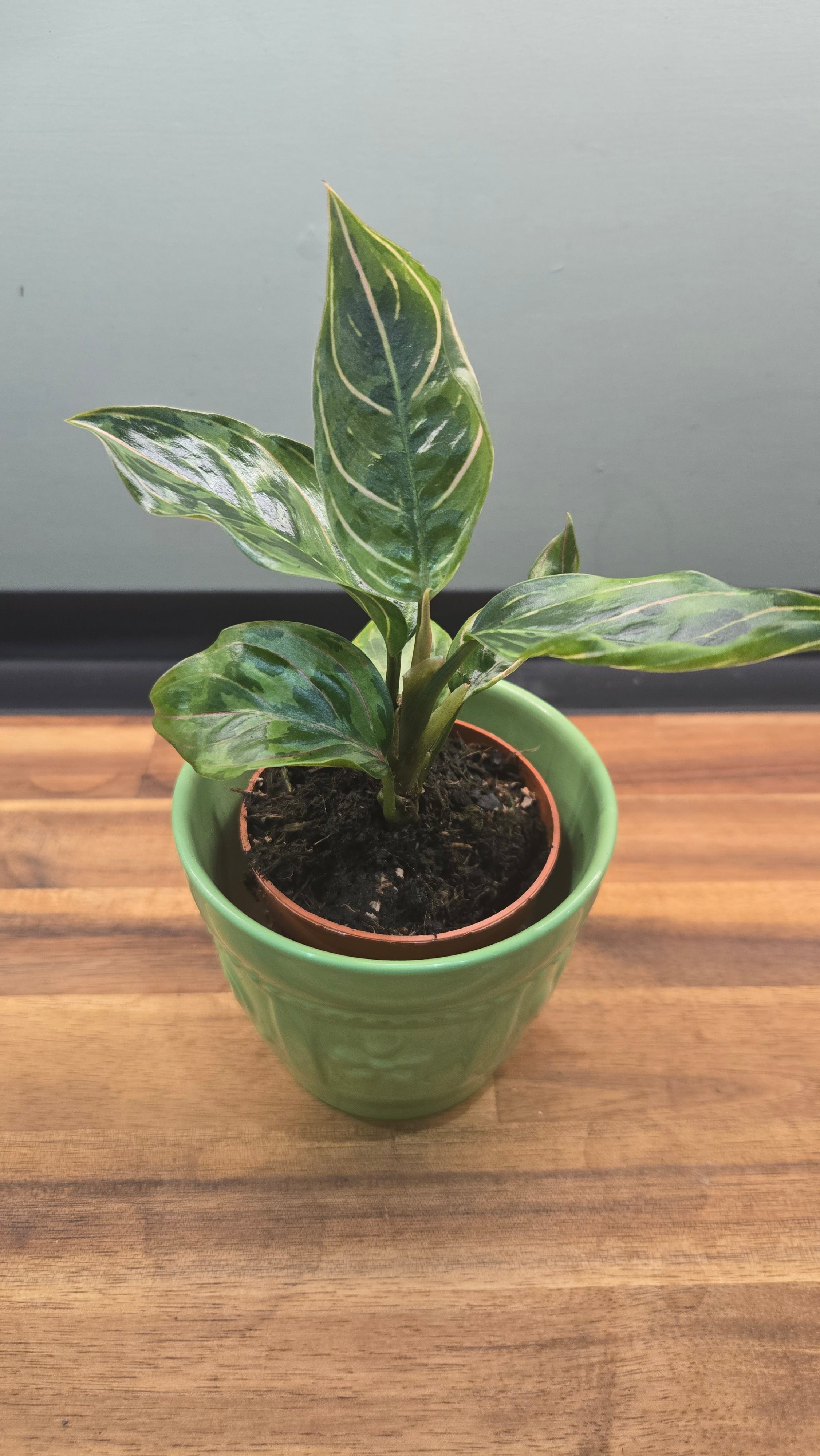 AGLAONEMA RED AMY