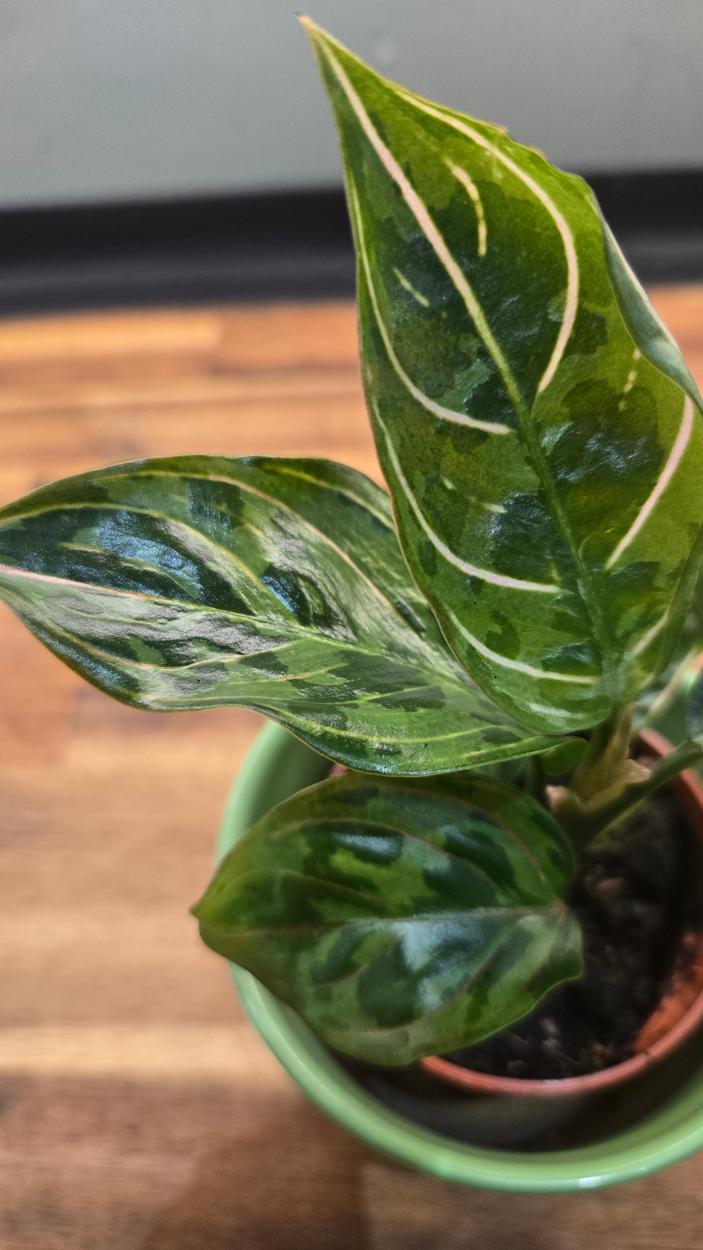 AGLAONEMA RED AMY