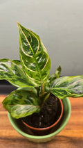 AGLAONEMA RED AMY