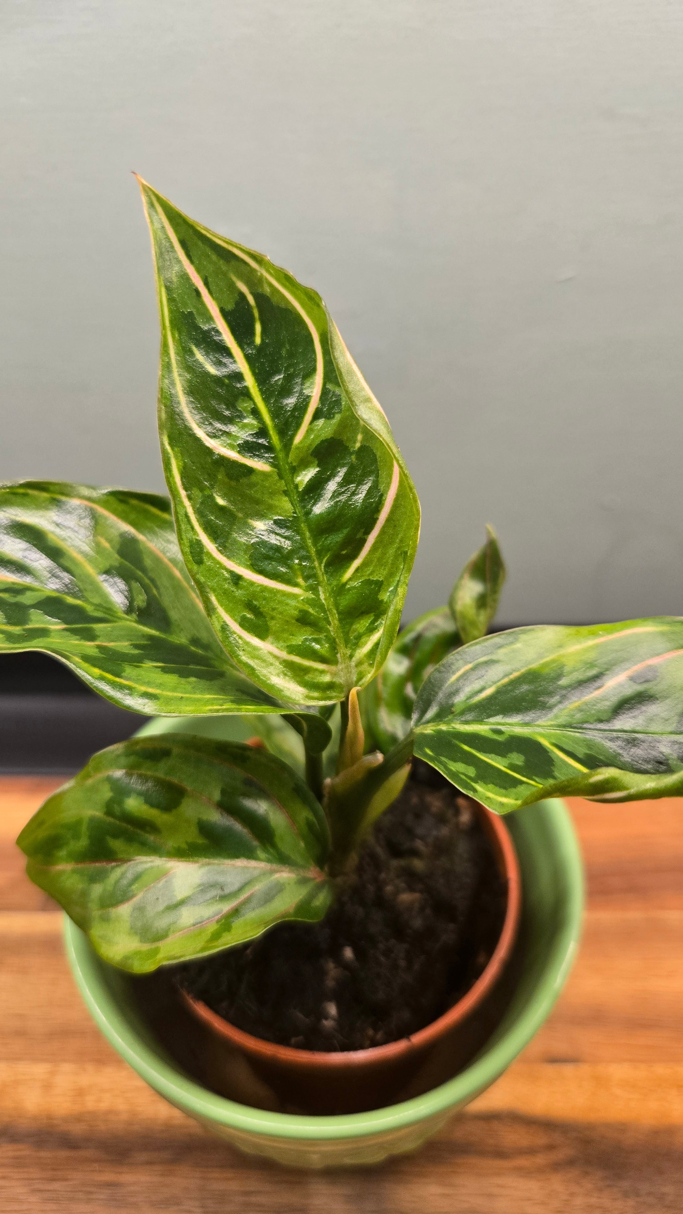 AGLAONEMA RED AMY
