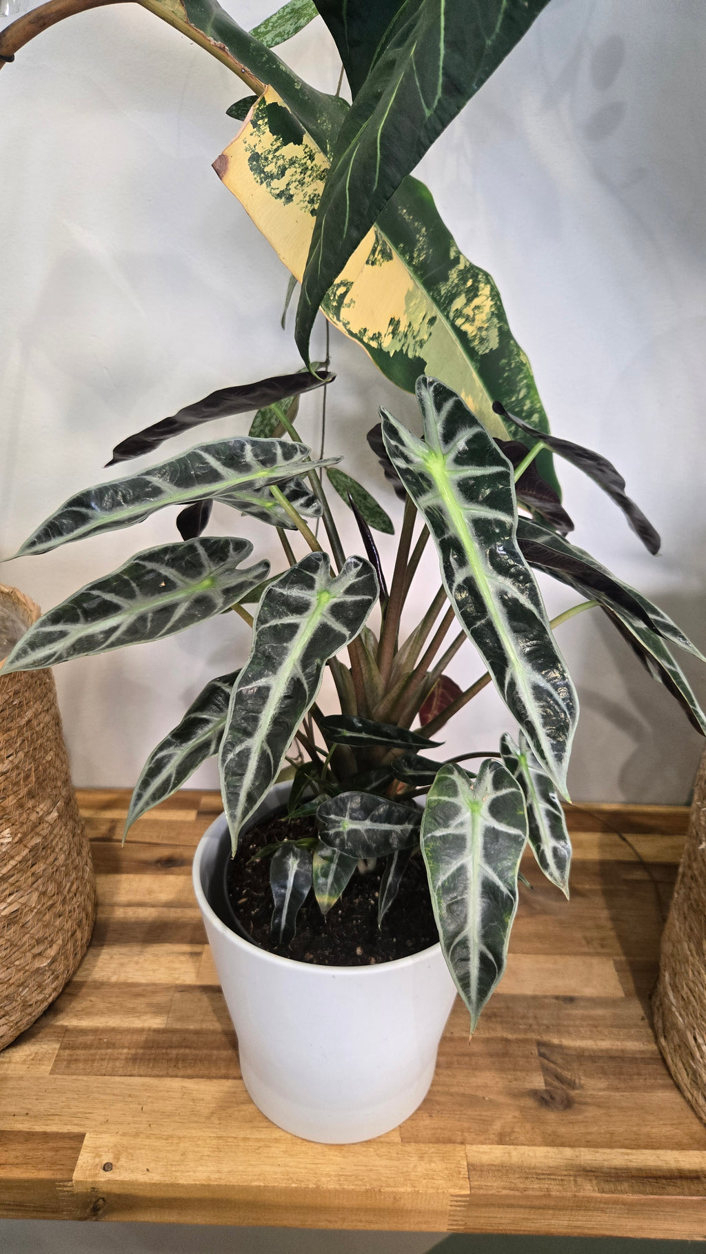ALOCASIA AMAZONICA