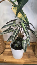 ALOCASIA AMAZONICA