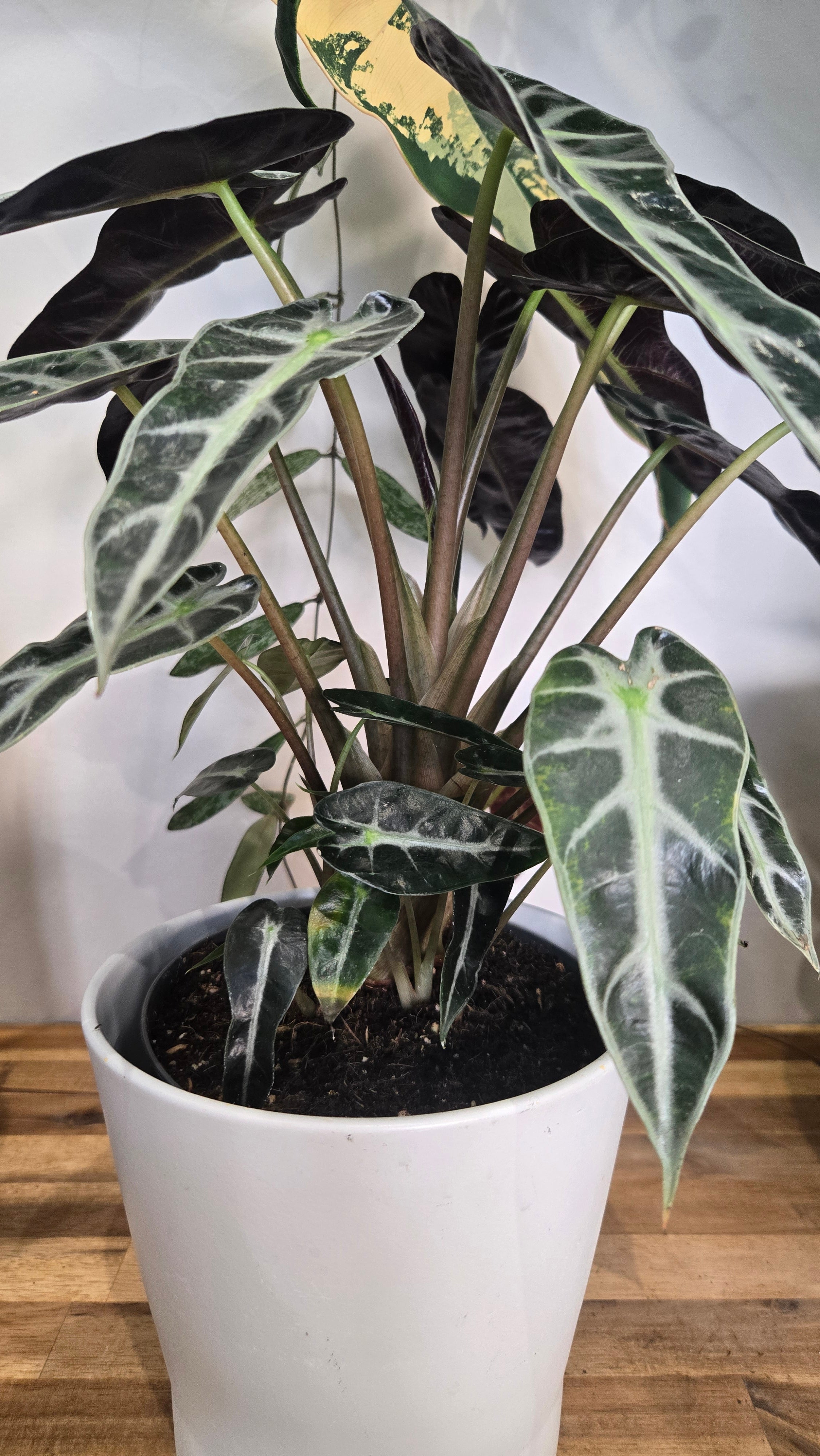 ALOCASIA AMAZONICA