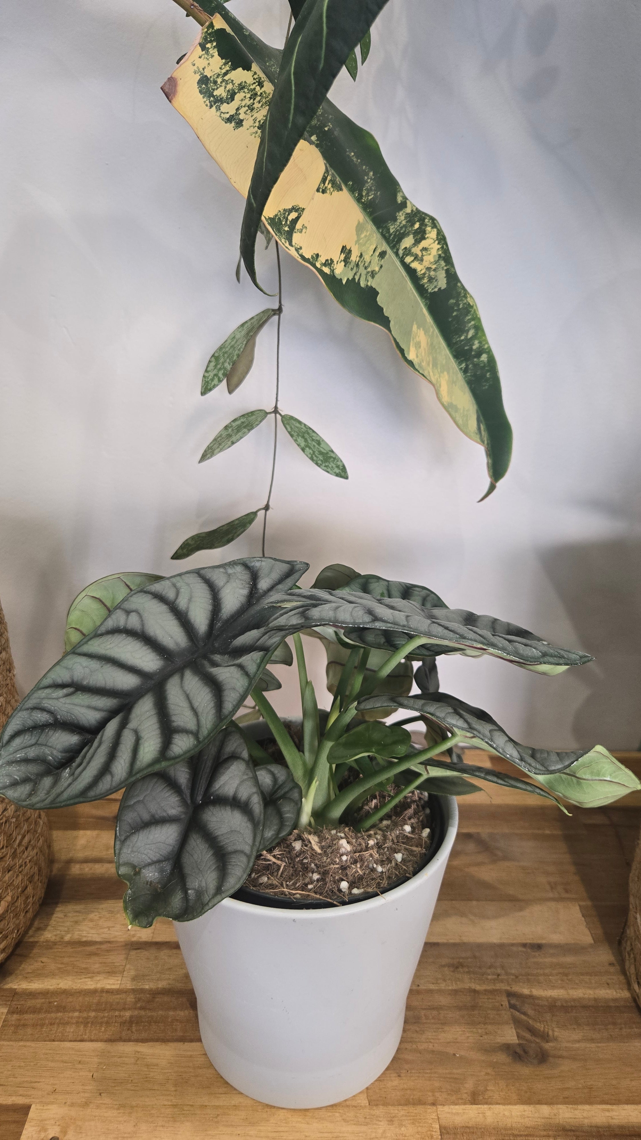 ALOCASIA SILVER DRAGON