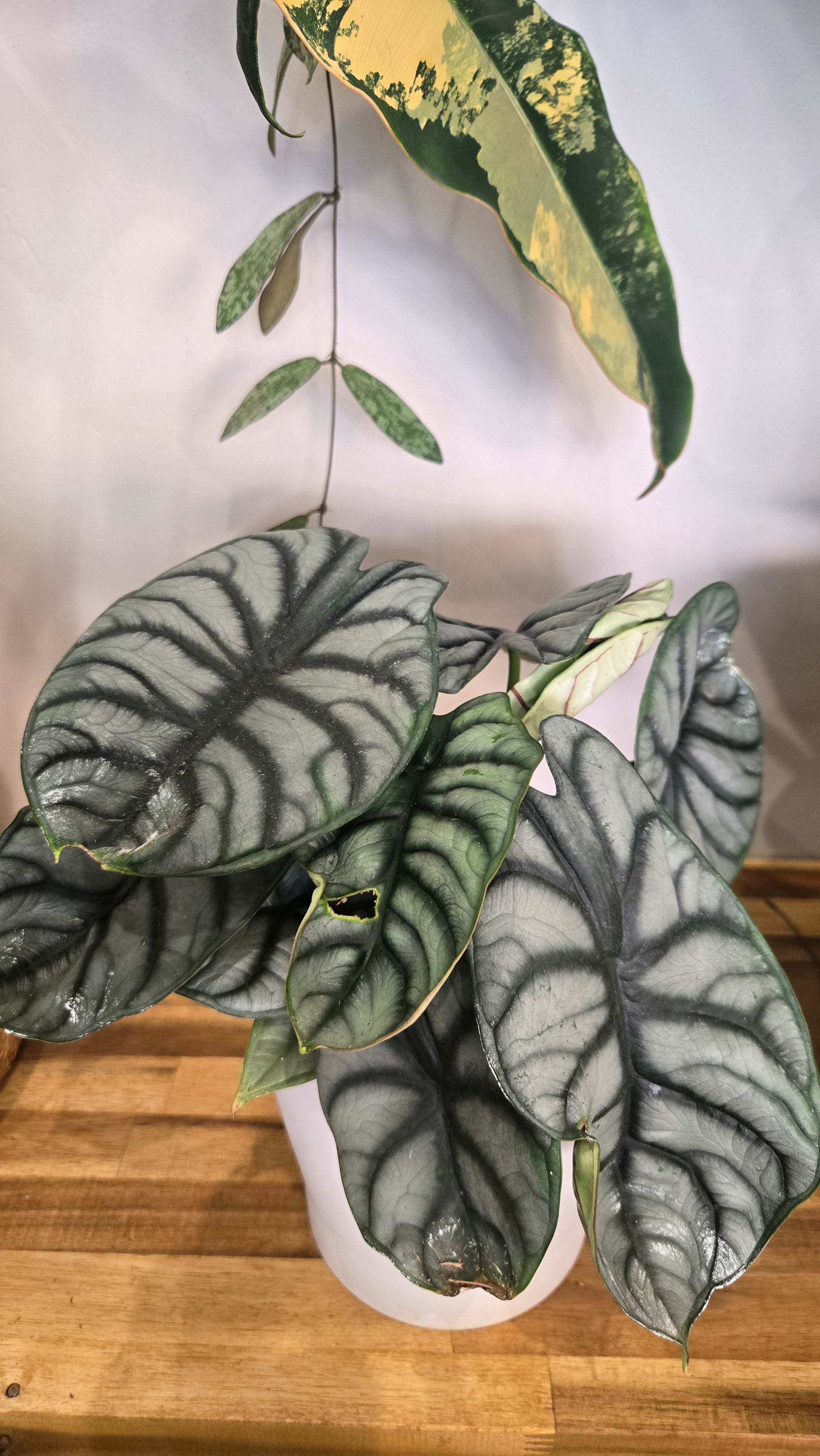 ALOCASIA SILVER DRAGON
