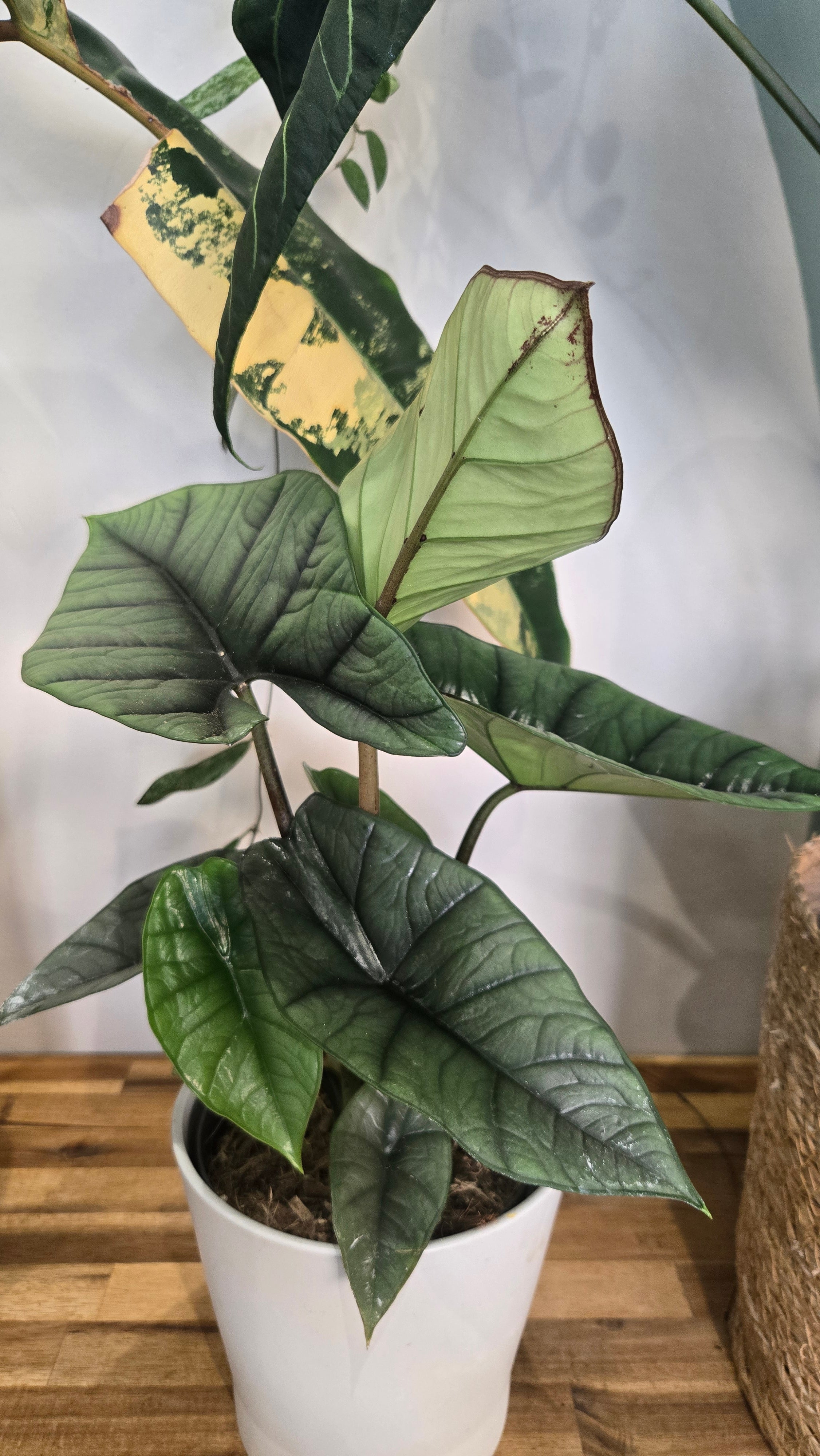 Alocasia platinium