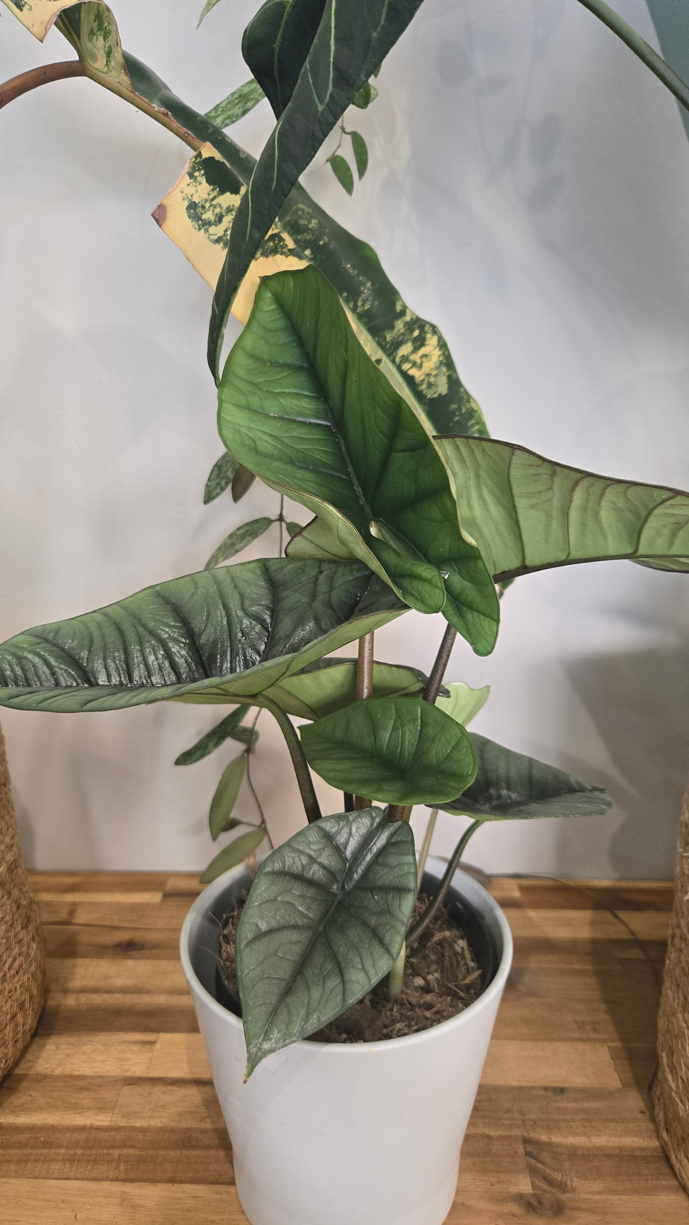 Alocasia platinium