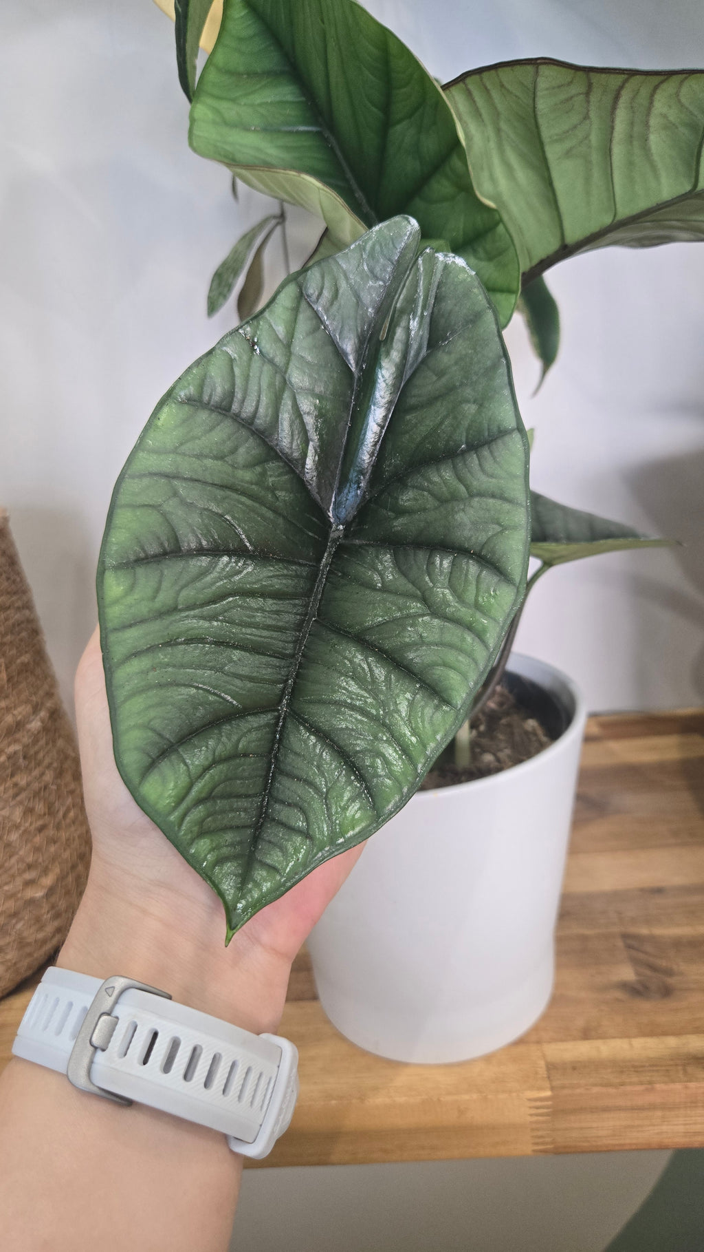 Alocasia platinium