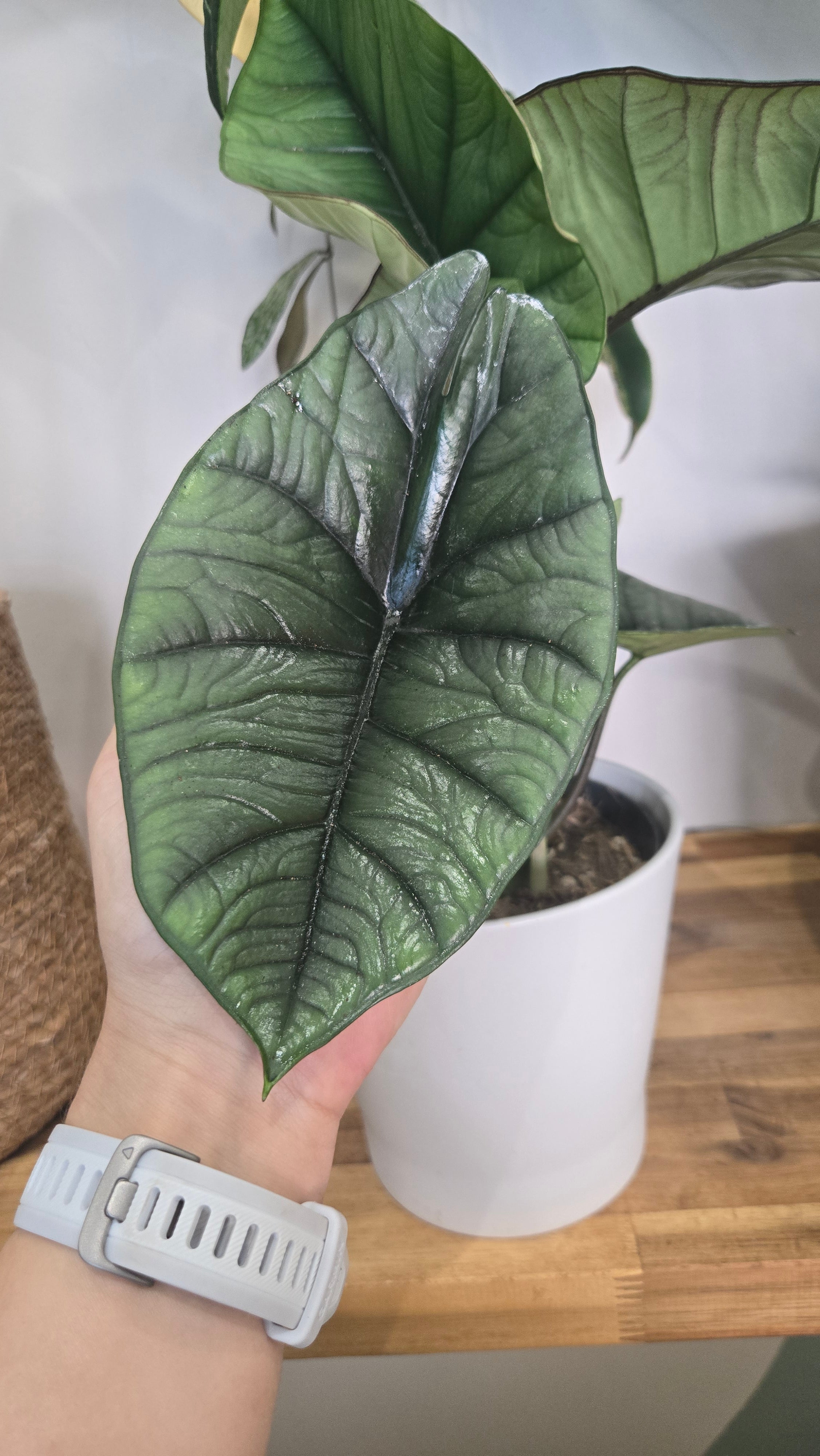 Alocasia platinium