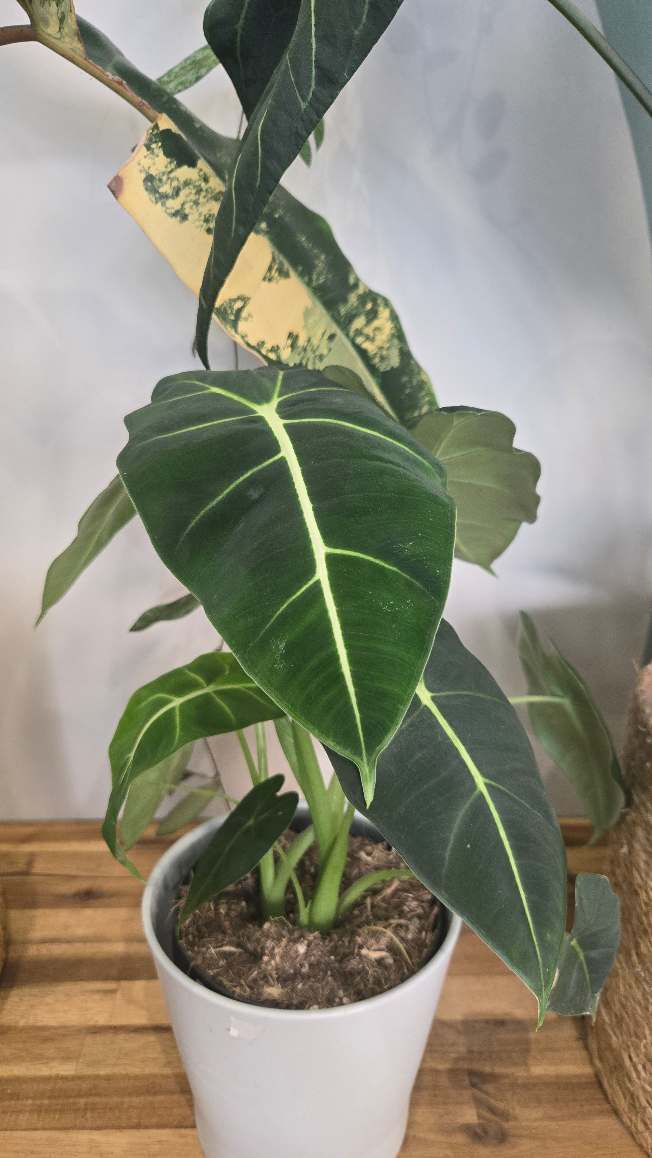 ALOCASIA FRYDEK