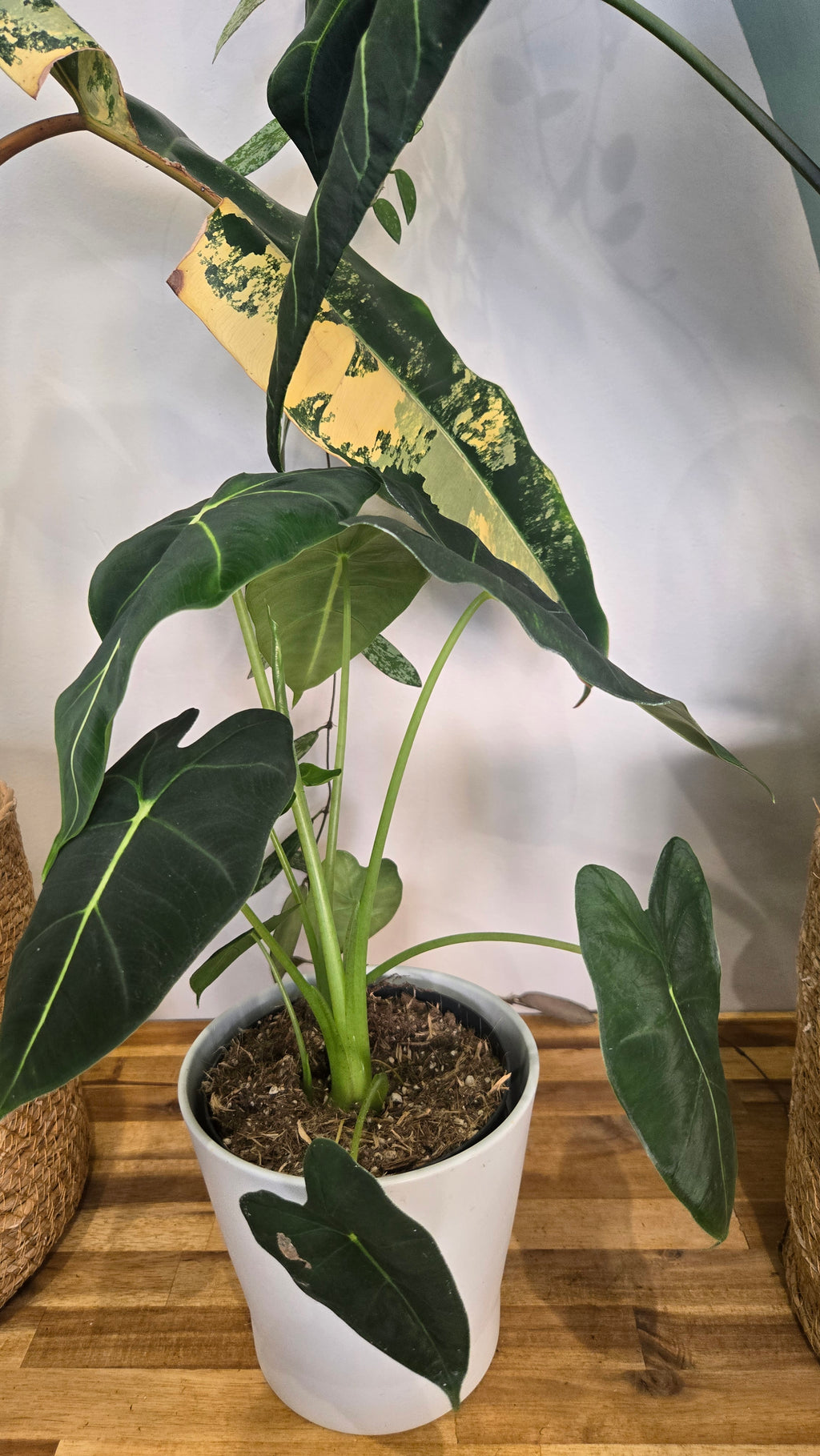 ALOCASIA FRYDEK