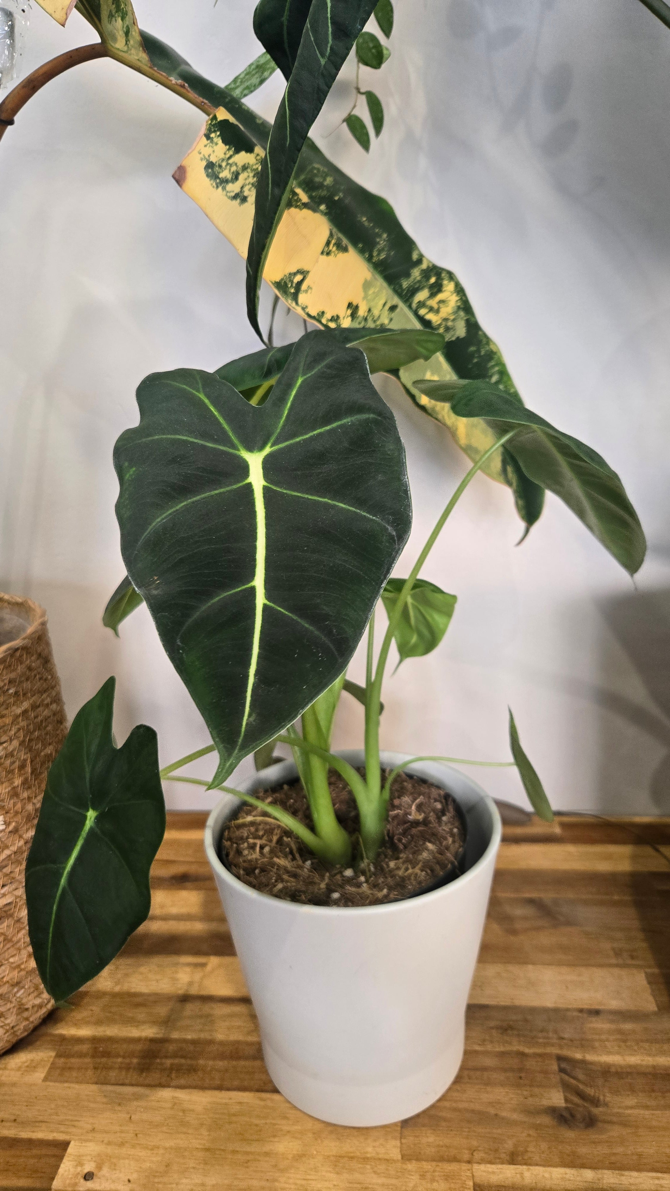 ALOCASIA FRYDEK