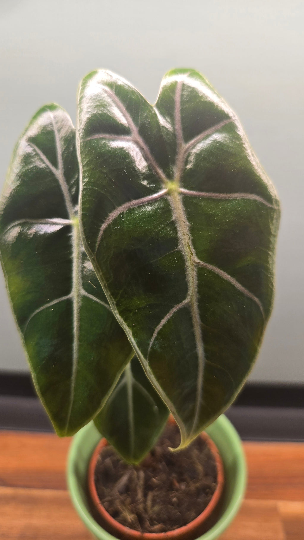 ALOCASIA LONGILOBA PURPLE