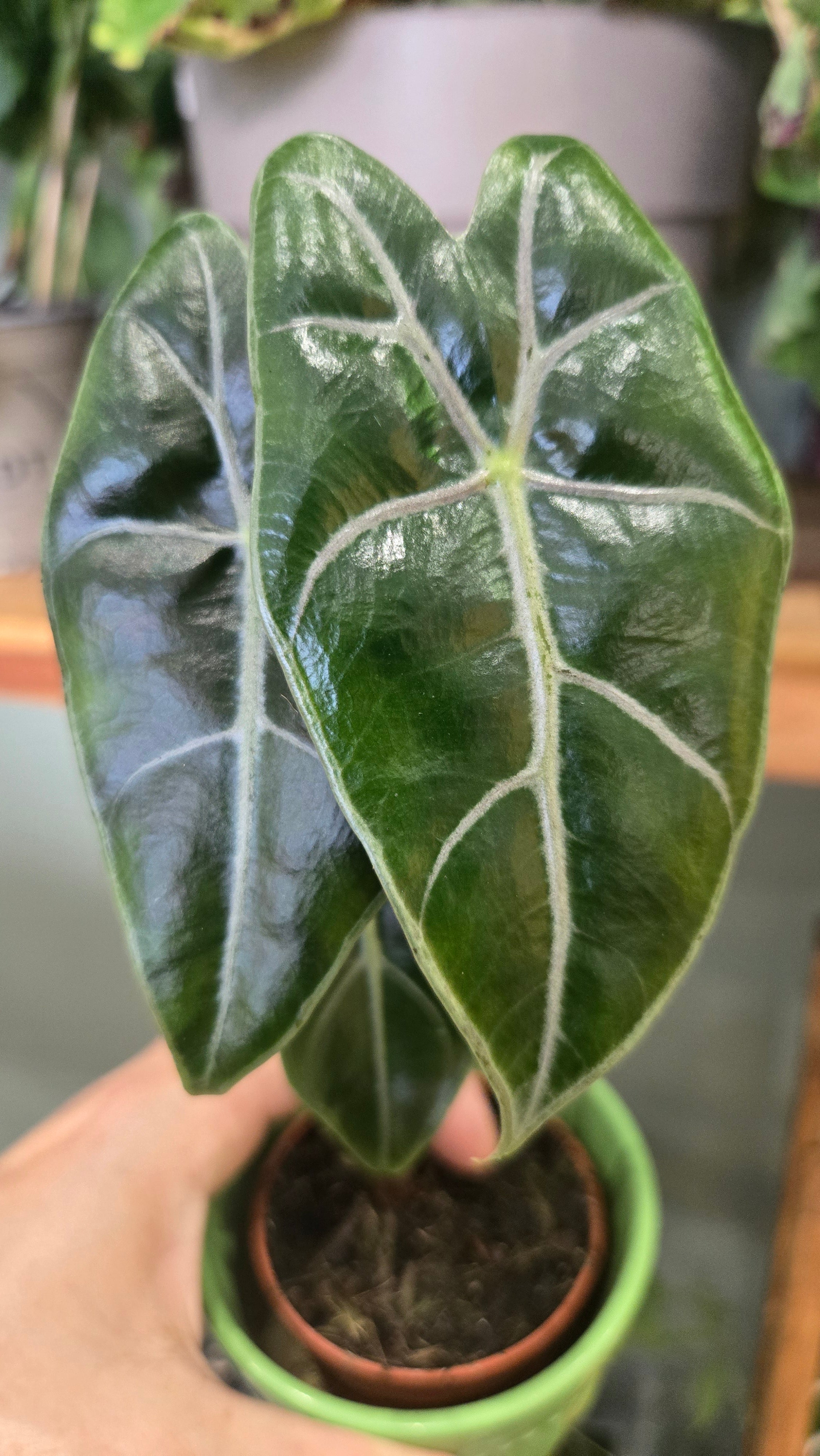 ALOCASIA LONGILOBA PURPLE