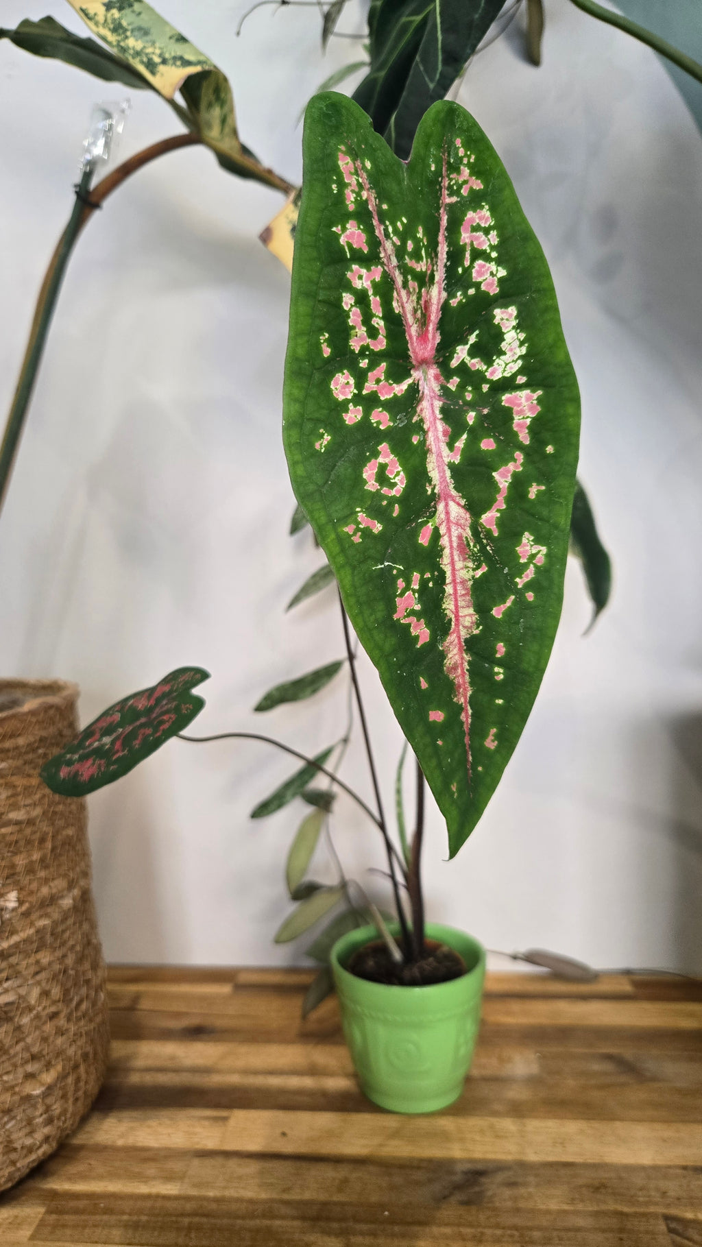 CALADIUM PICTURATUM