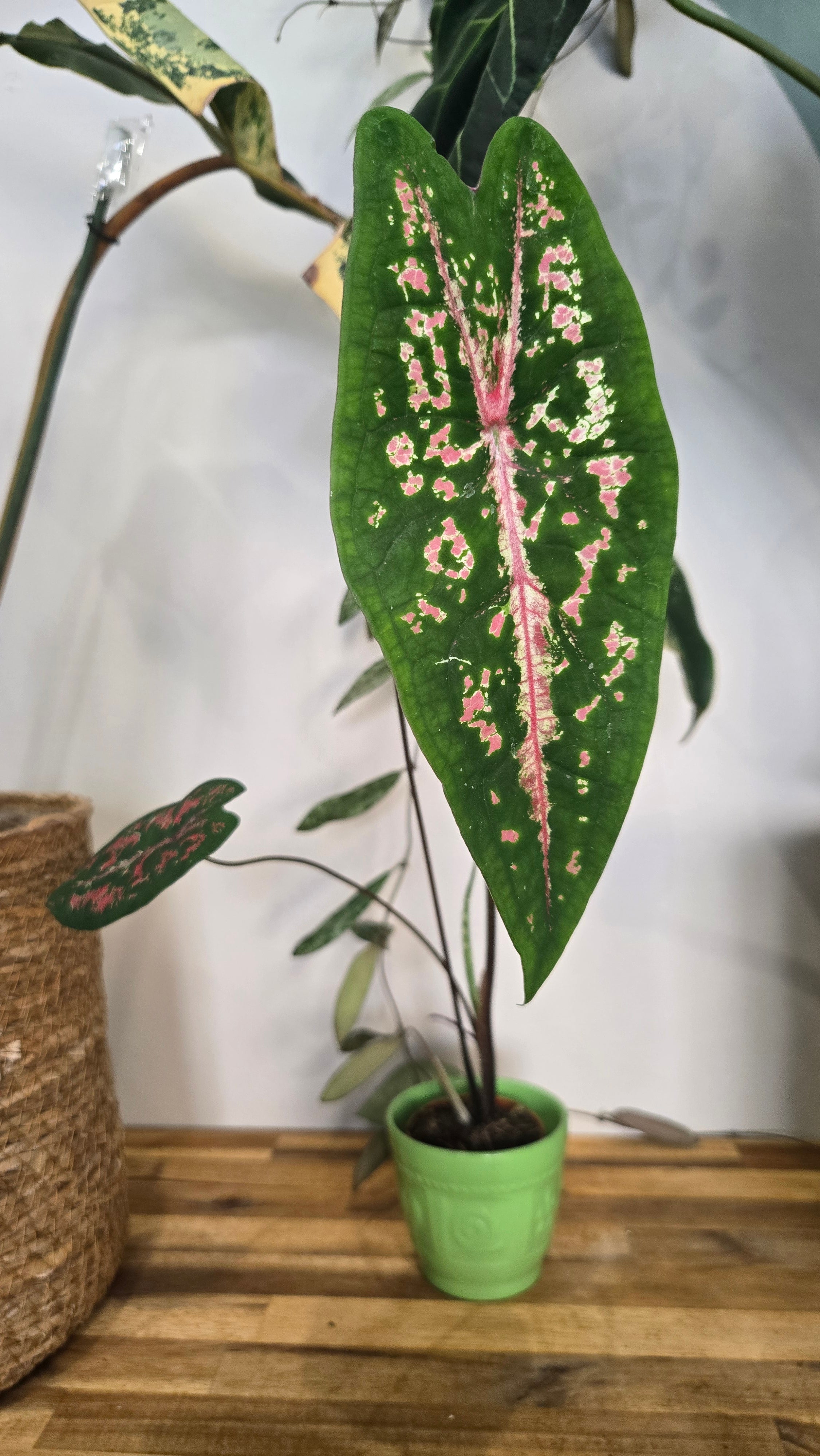 CALADIUM PICTURATUM