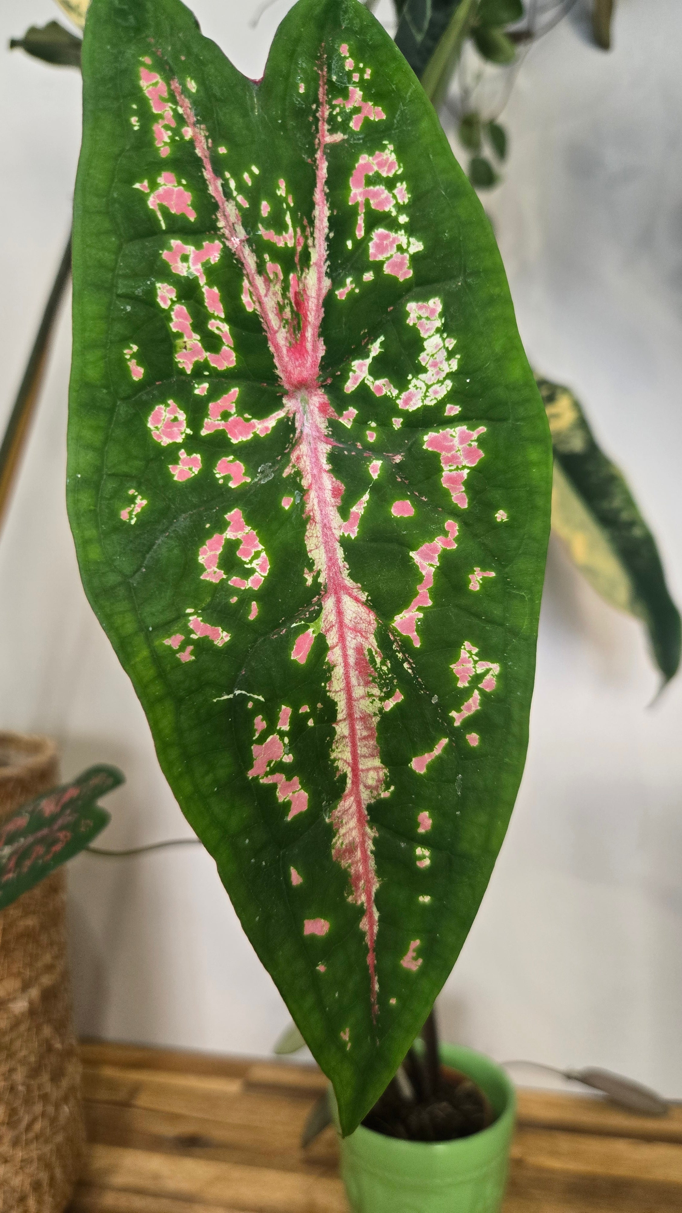 CALADIUM PICTURATUM
