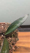 HOYA RED MOON