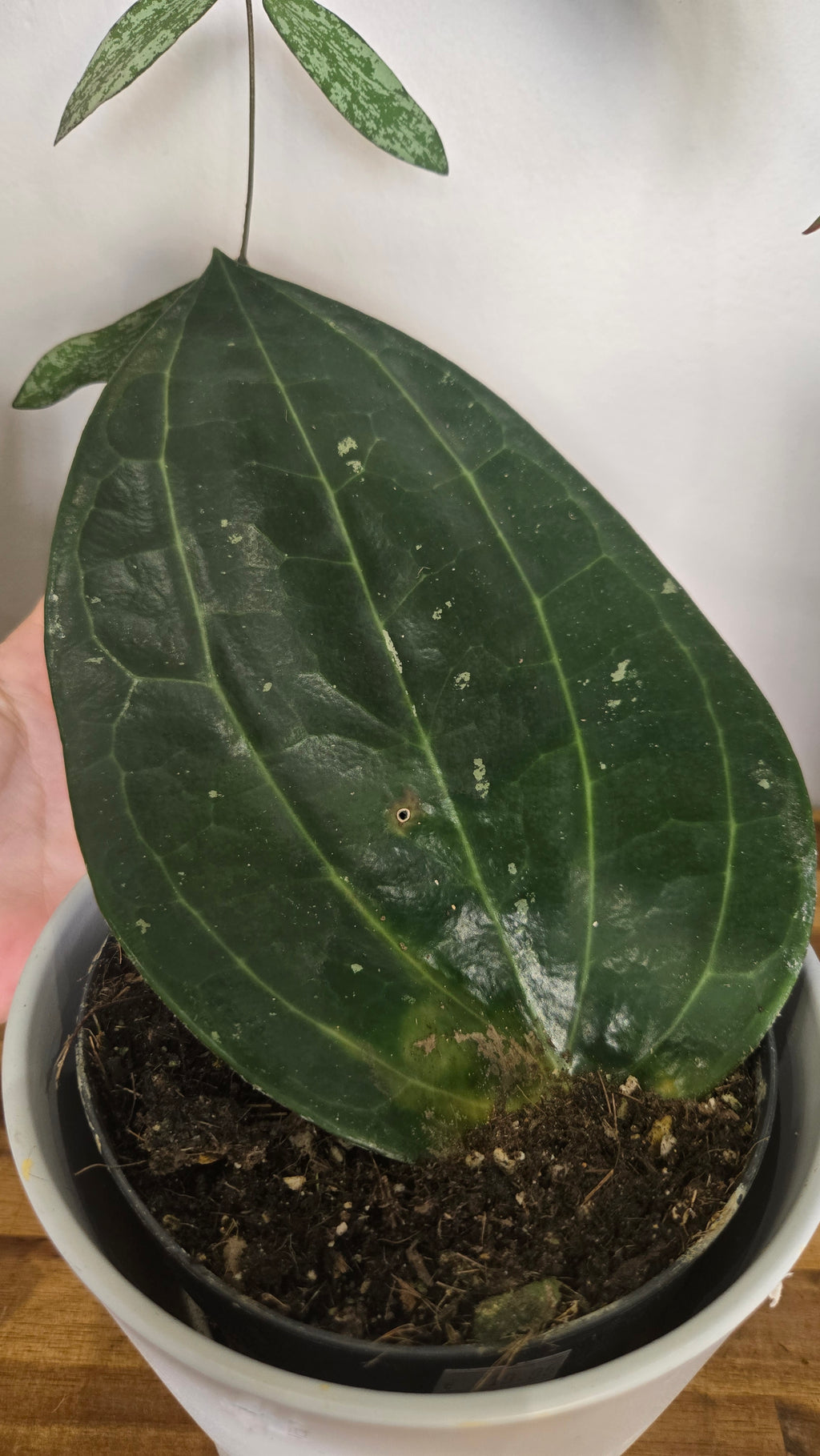 HOYA LATIFOLIA