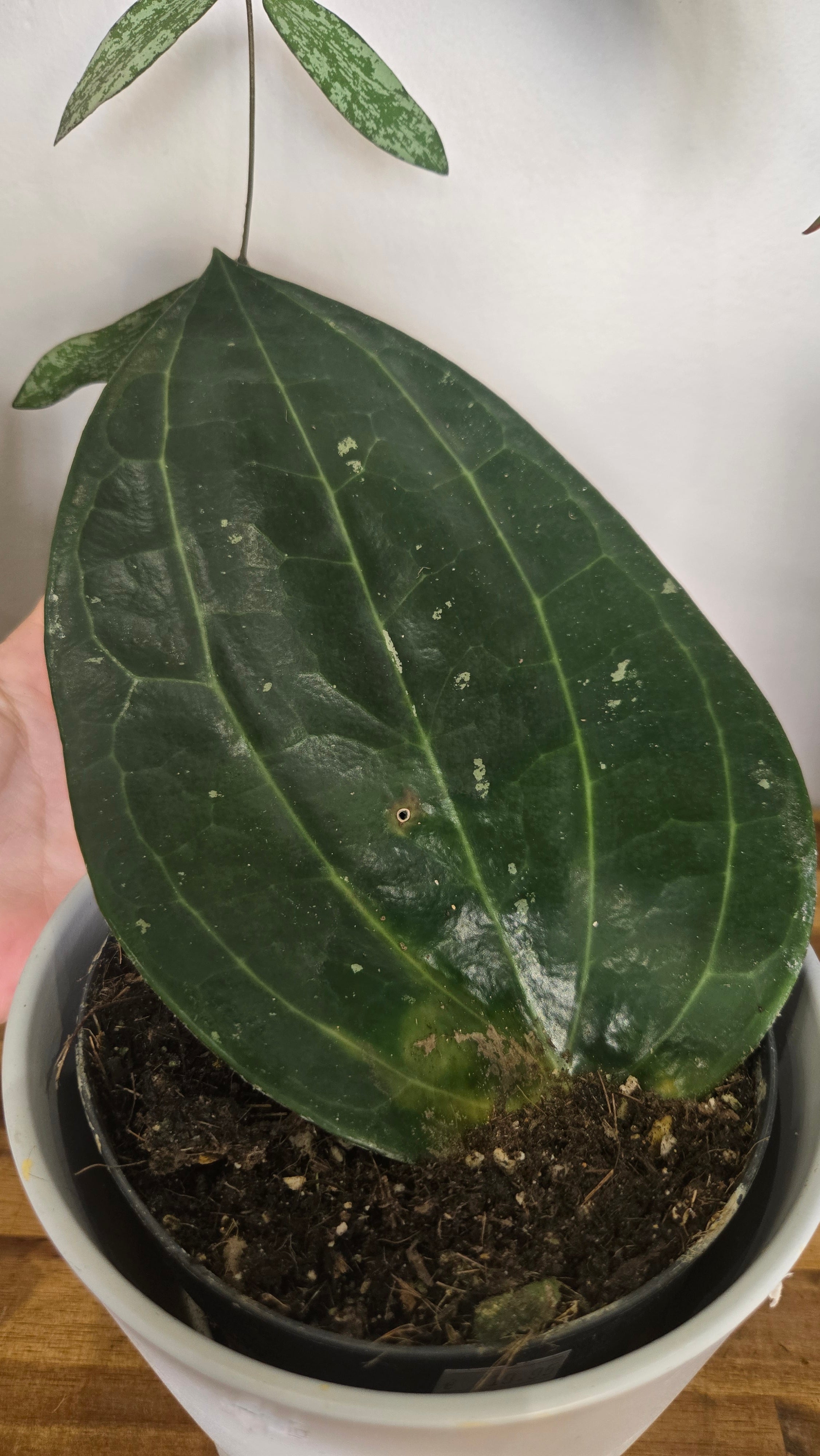 HOYA LATIFOLIA