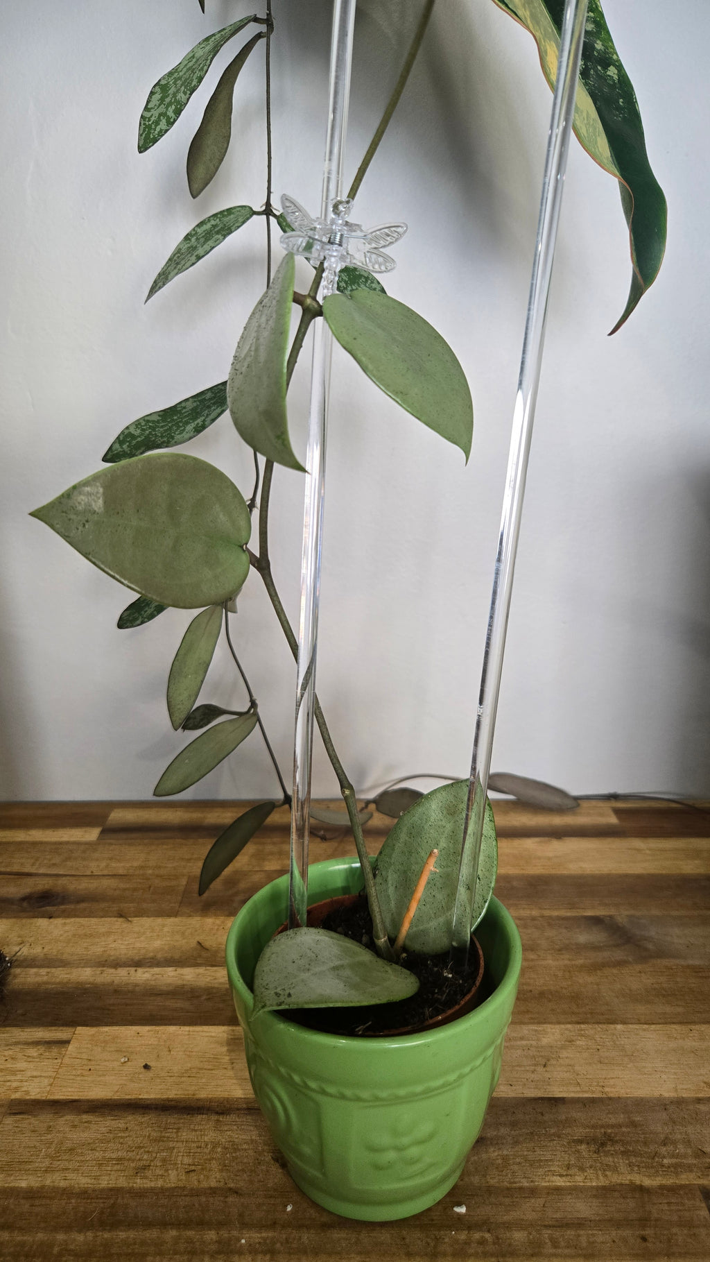 Hoya parasitica 'Heart Leaf Silver