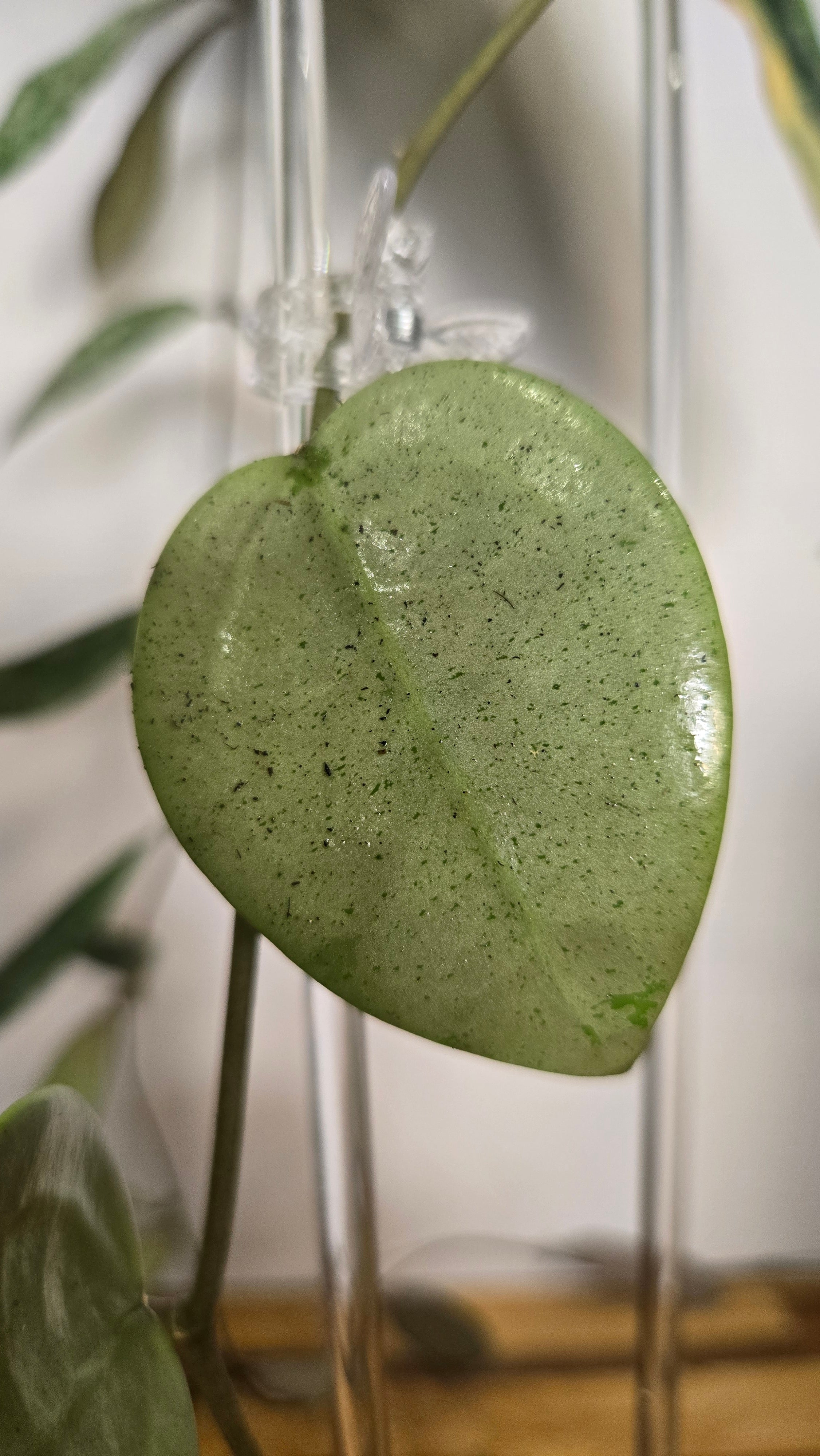 Hoya parasitica 'Heart Leaf Silver