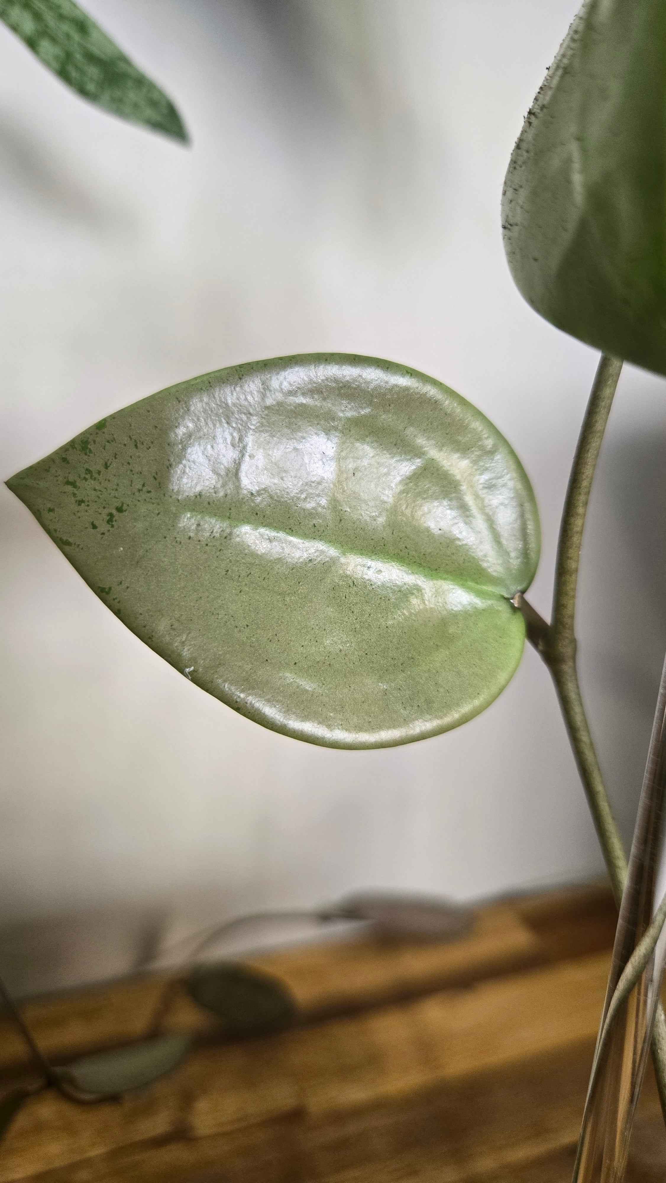 Hoya parasitica 'Heart Leaf Silver