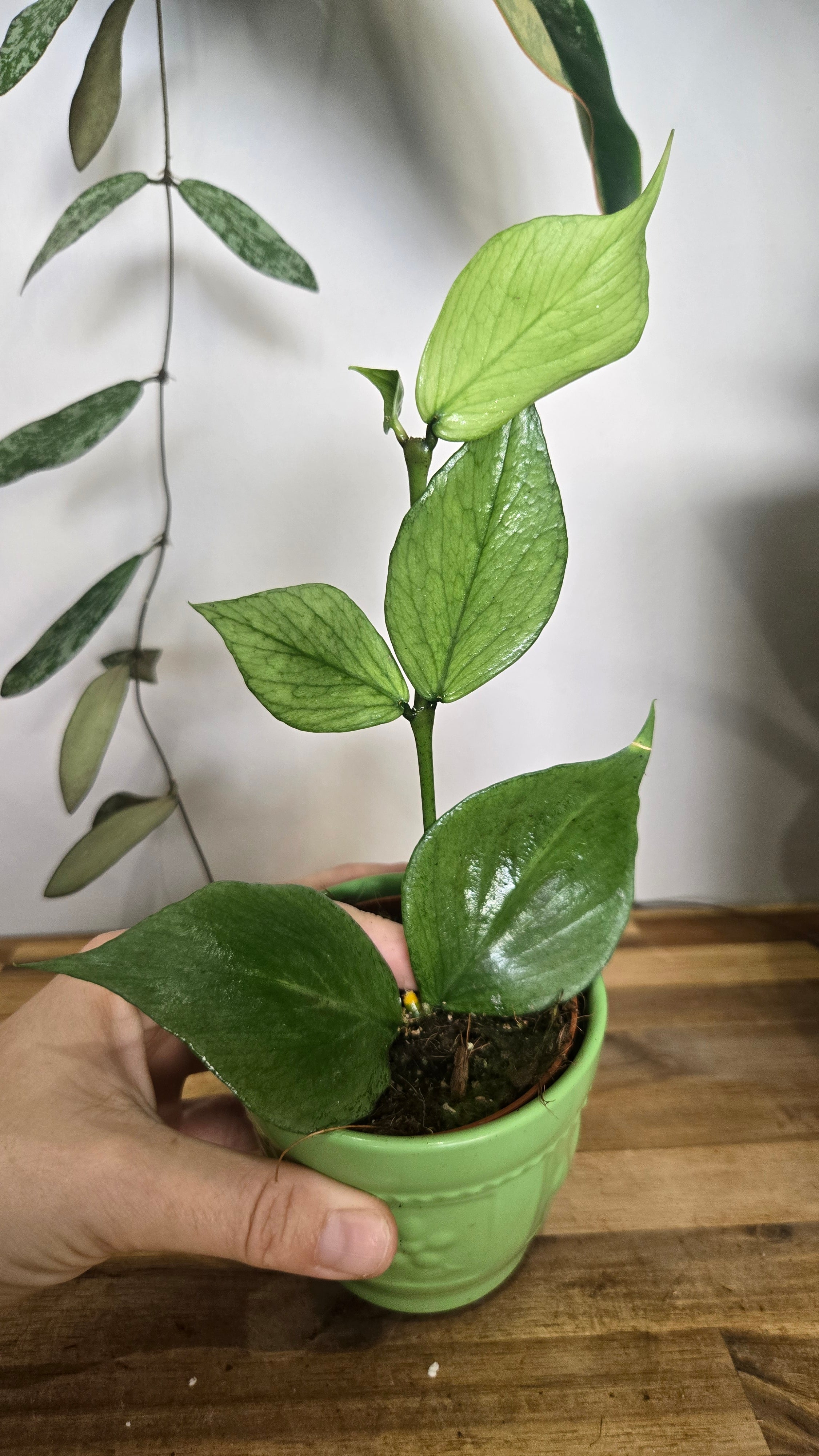HOYA POLYNEURA