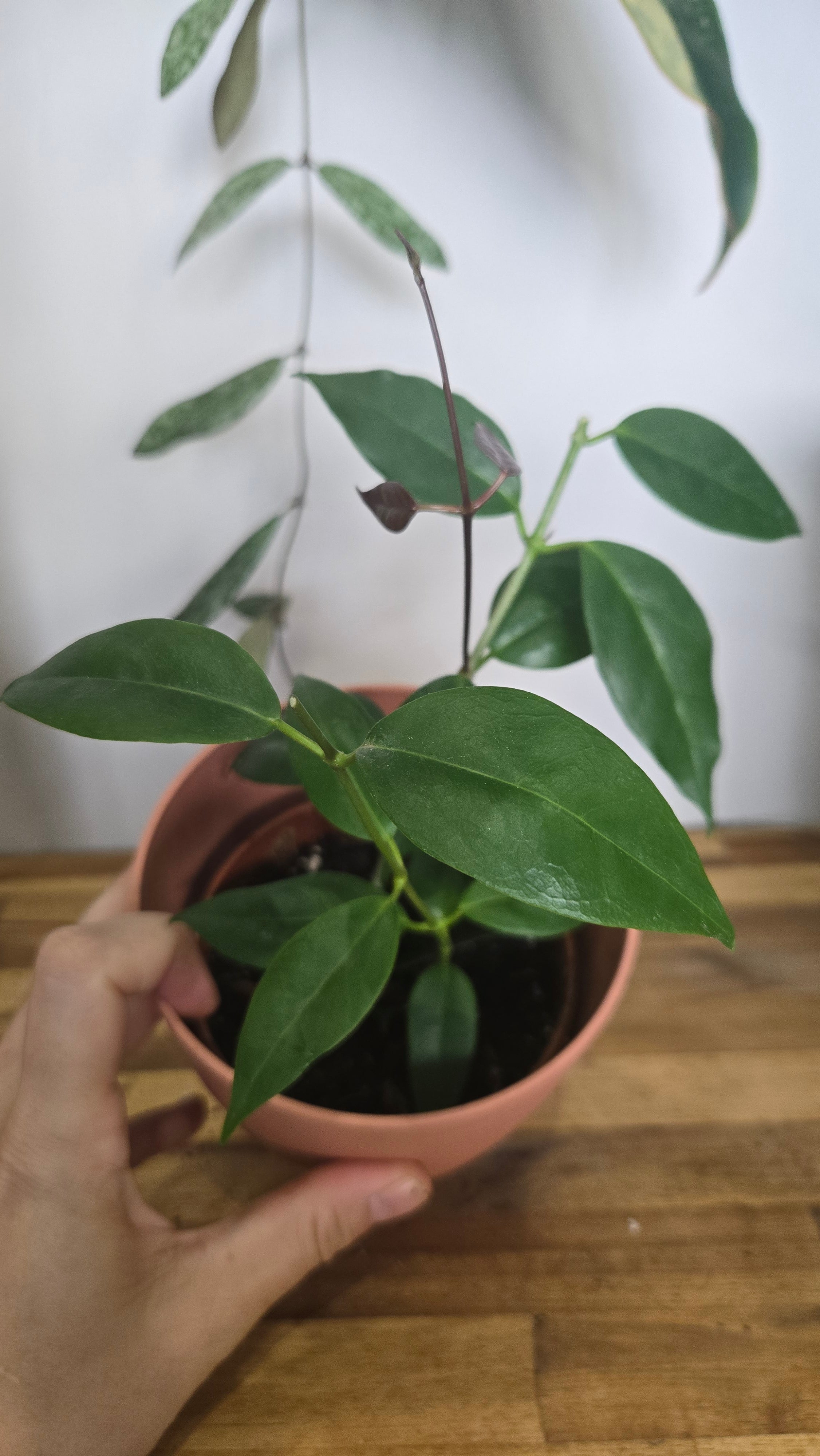HOYA PAZIAE