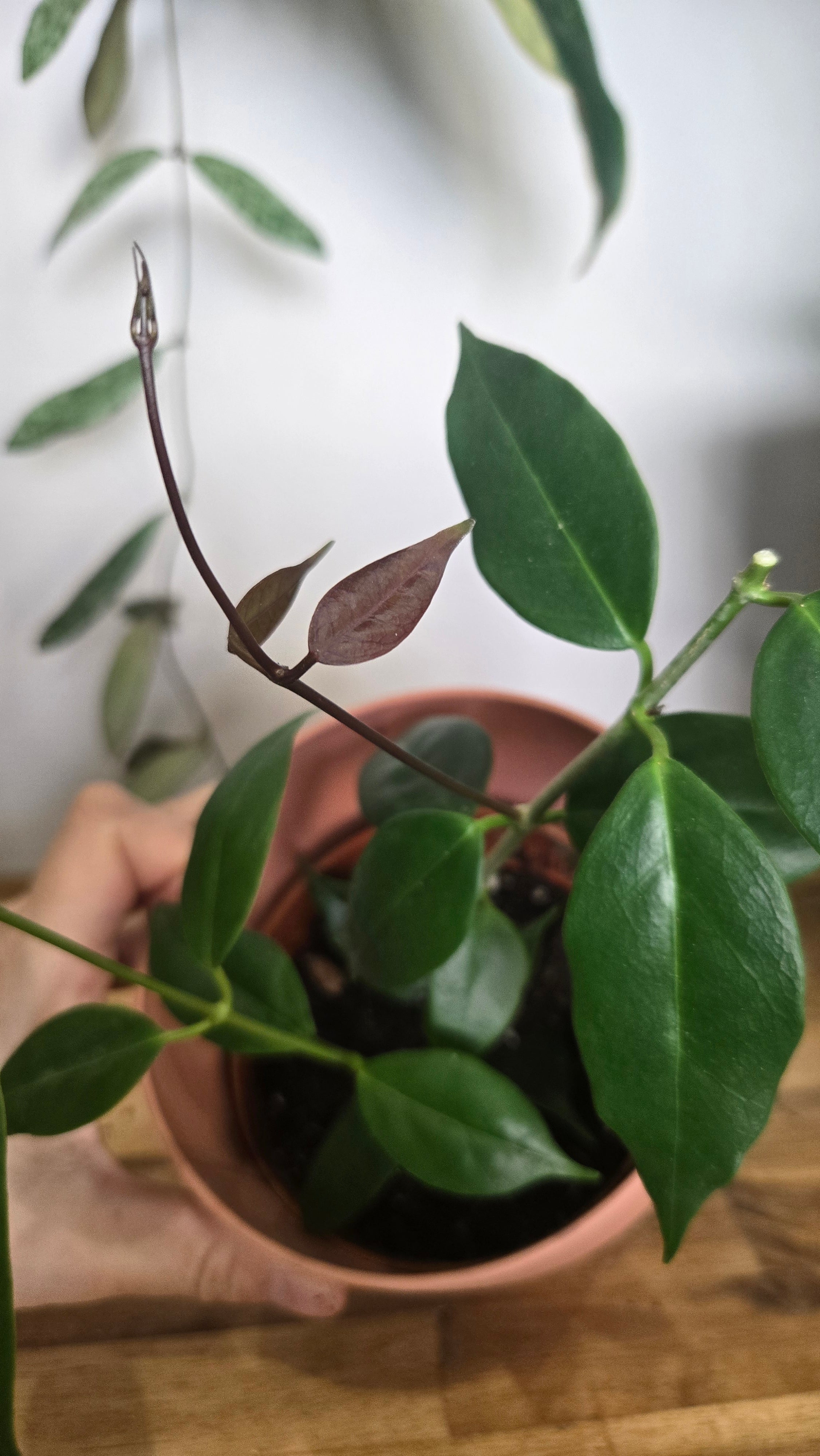 HOYA PAZIAE