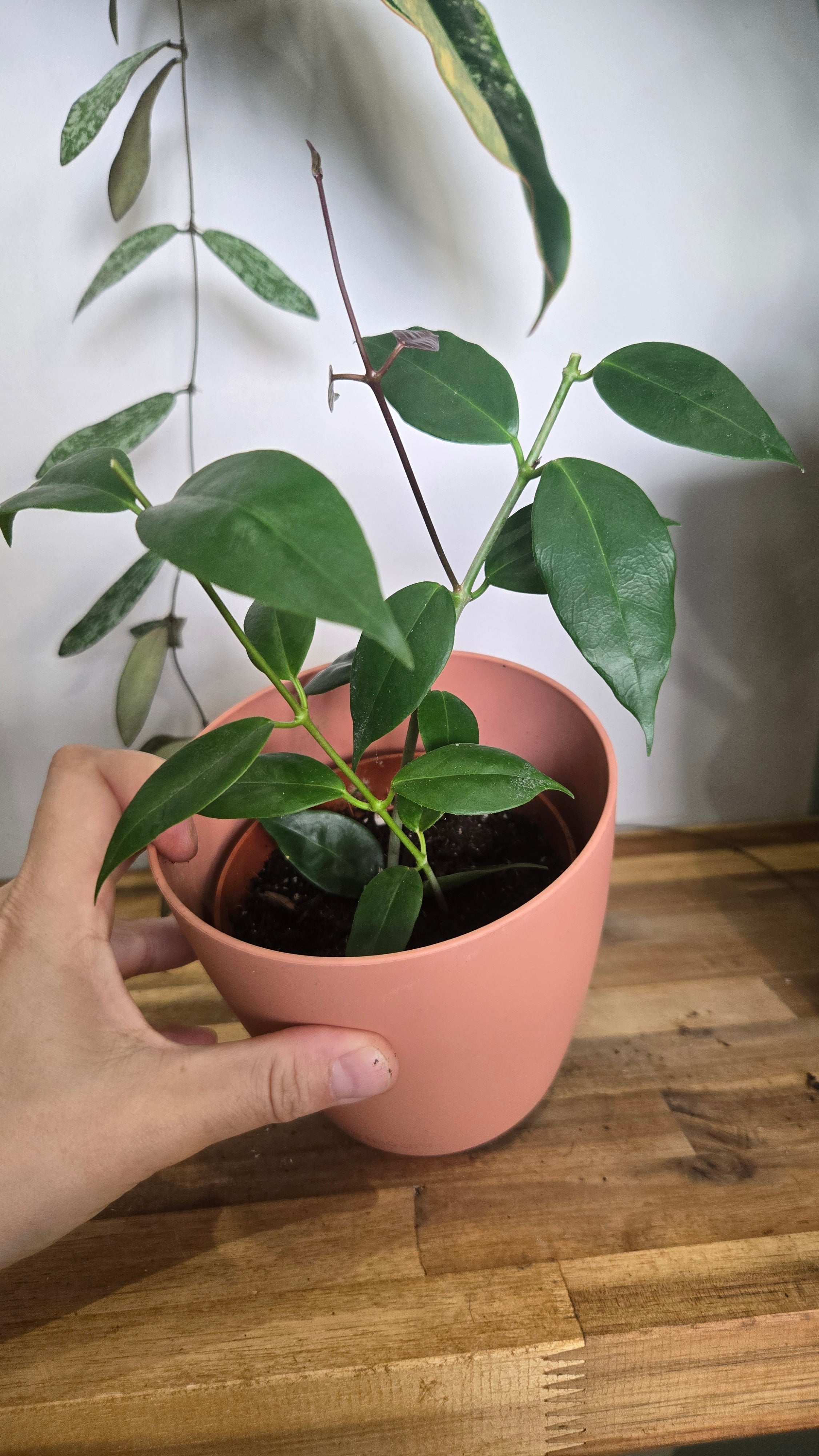 HOYA PAZIAE