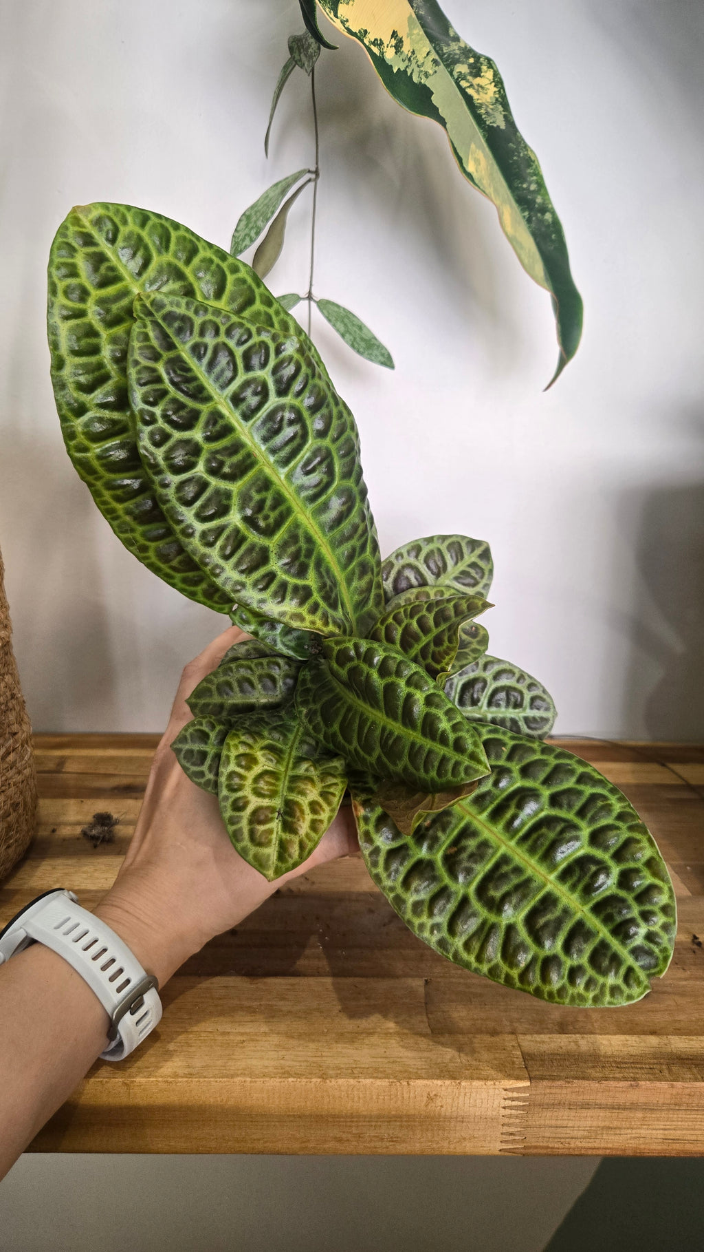 LABISIA OBTUSIFOLIA KURA KURA